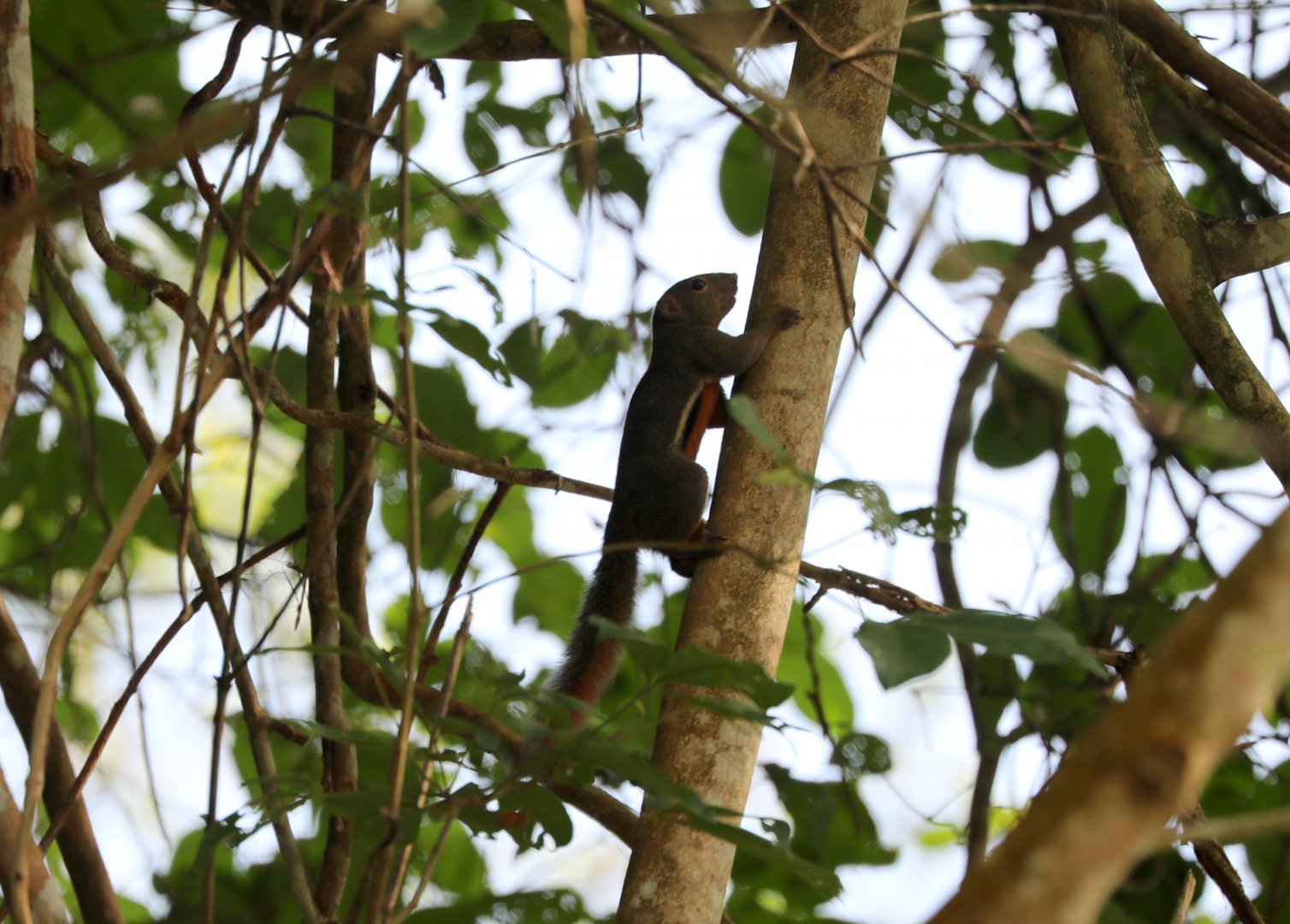 plantain squirrel (Callosciurus notatus)