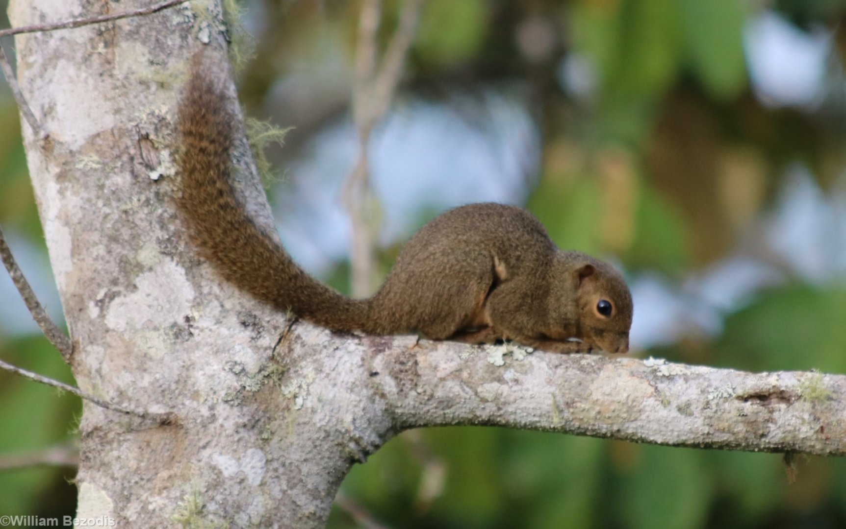 Plantain Squirrel - Crocker Range