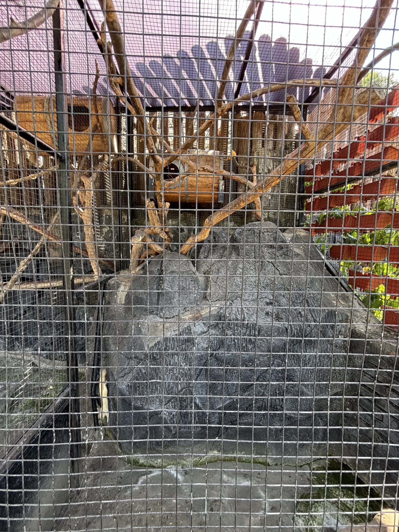 Plantain Squirrel Exhibit