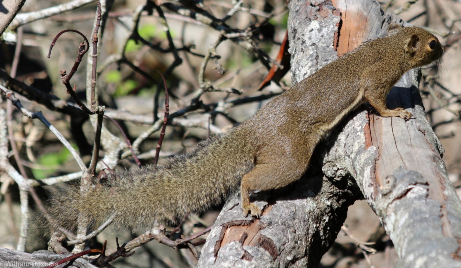 Plantain Squirrel - Labuk Bay