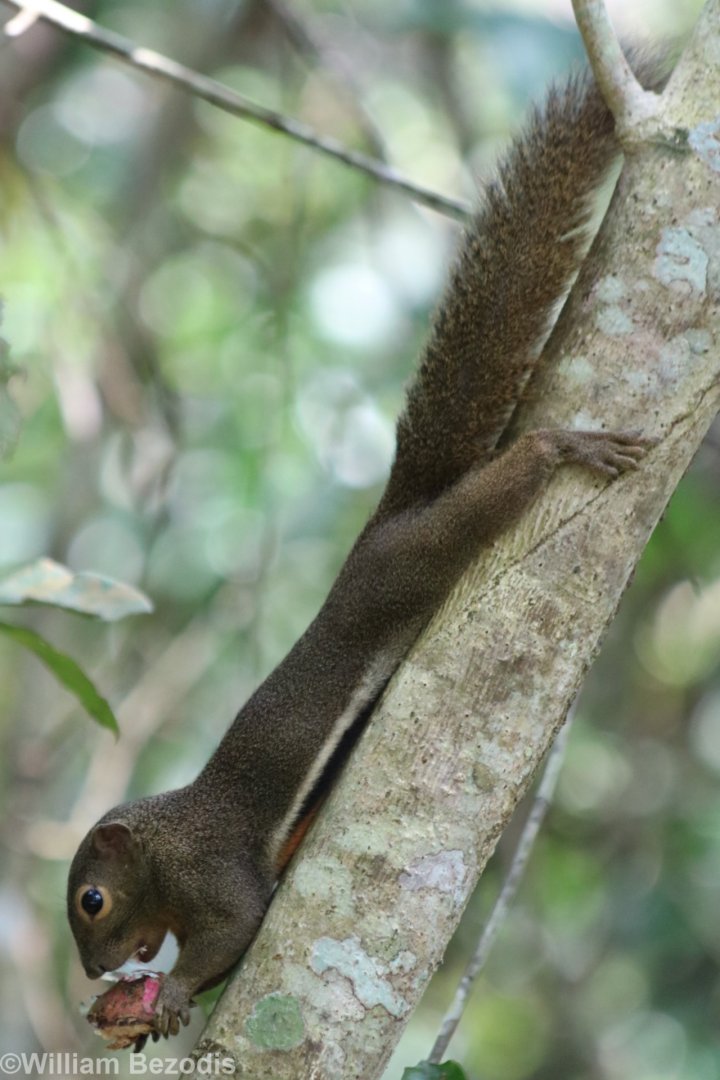 Plantain Squirrel - Sungei Buloh