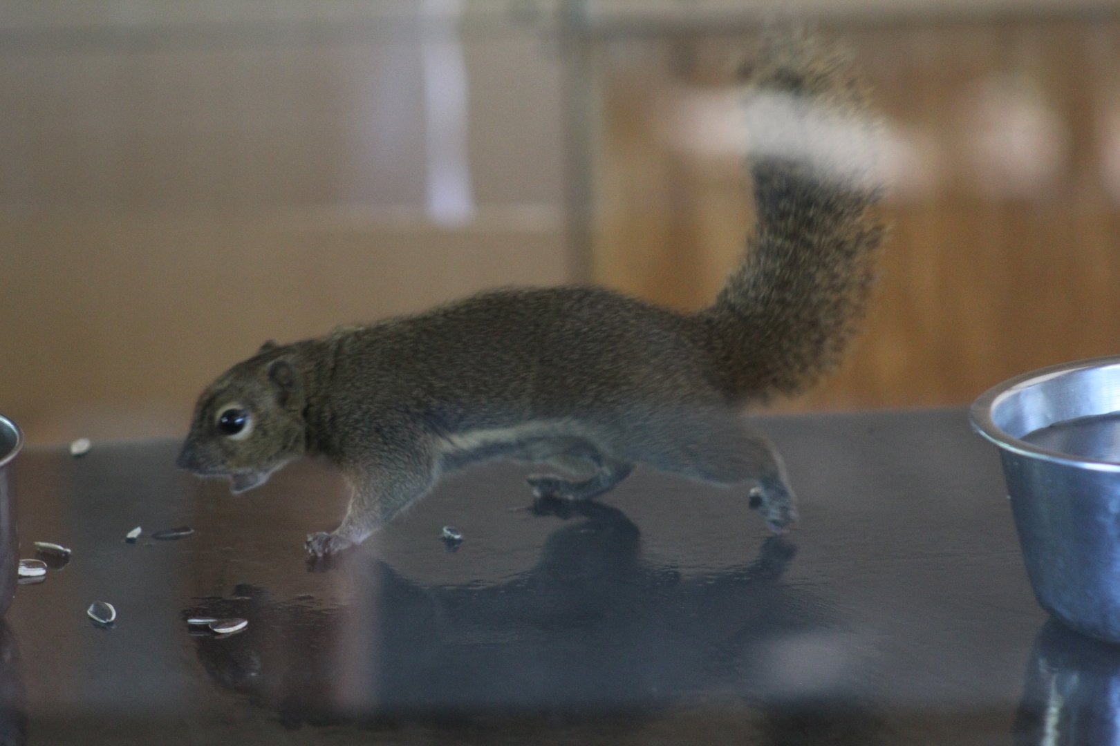 Plantain Squirrel