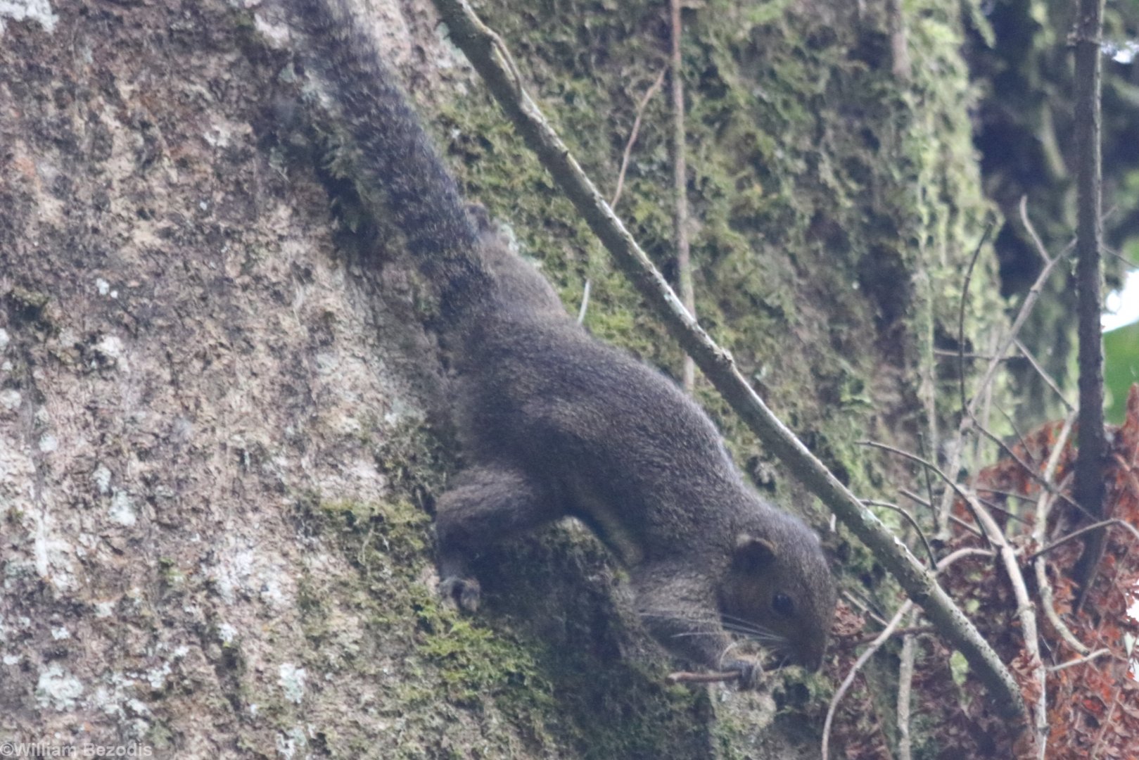 Plantain Squirrel