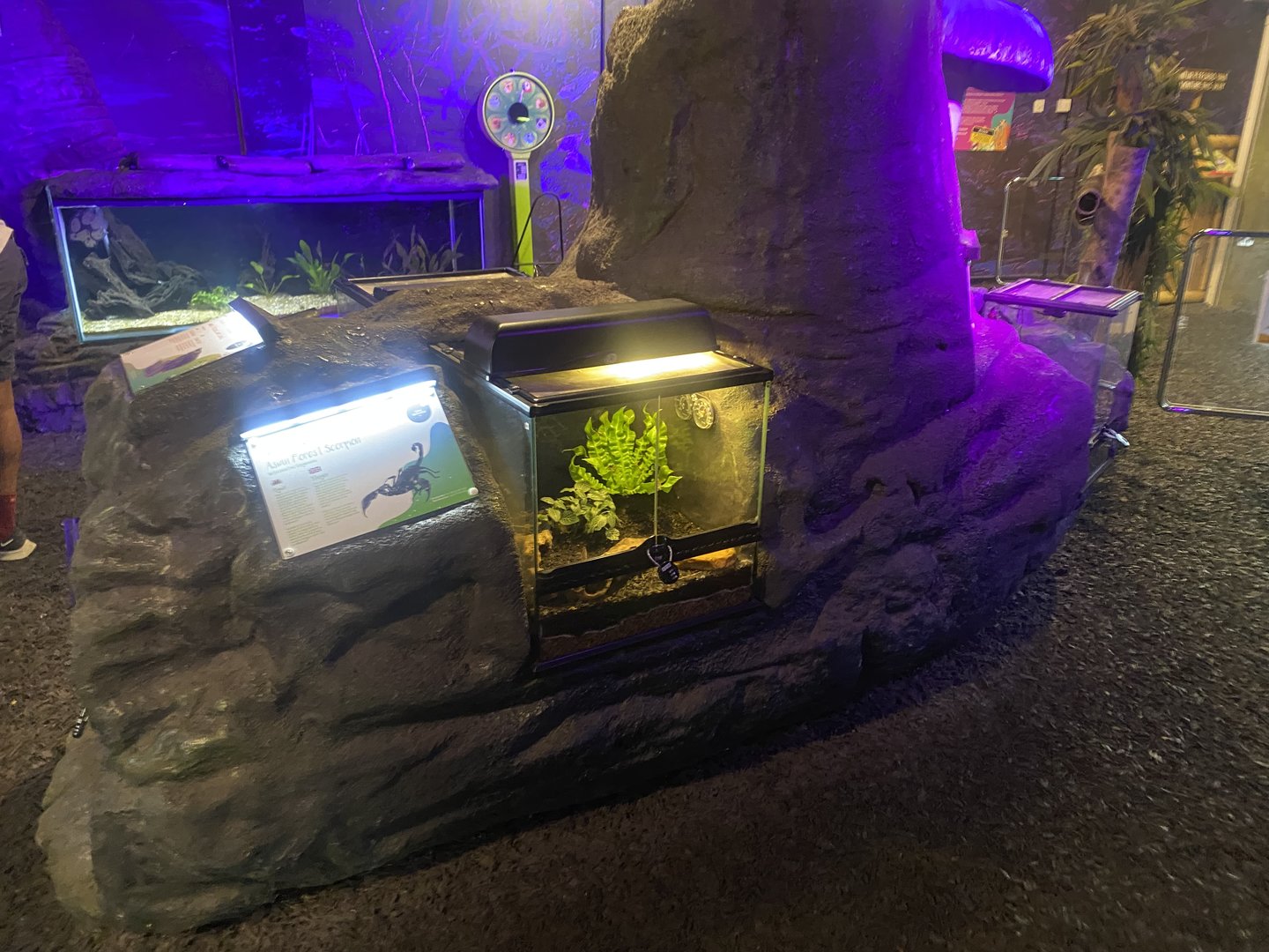 Plantasia - Asian forest scorpion exhibit 050923