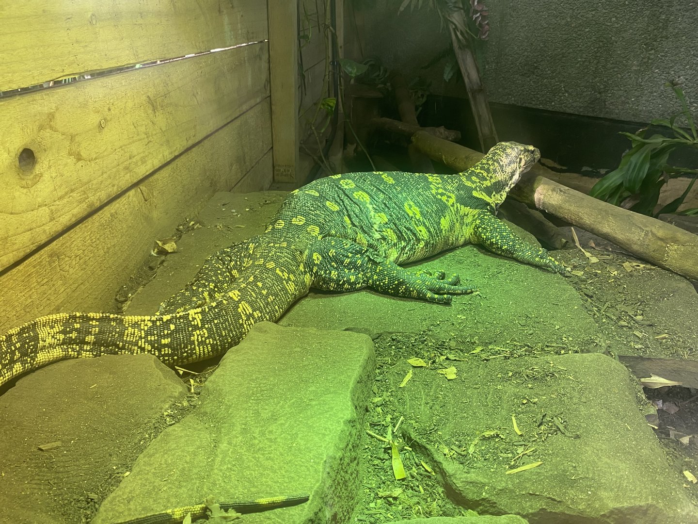 Plantasia - Asian water monitor 050923
