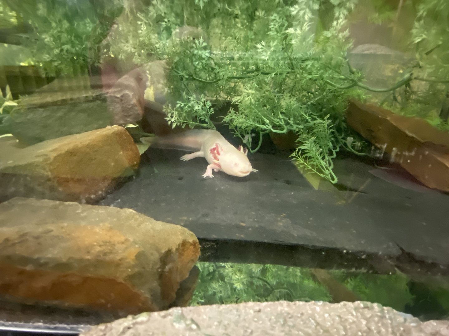 Plantasia - Axolotl 050923