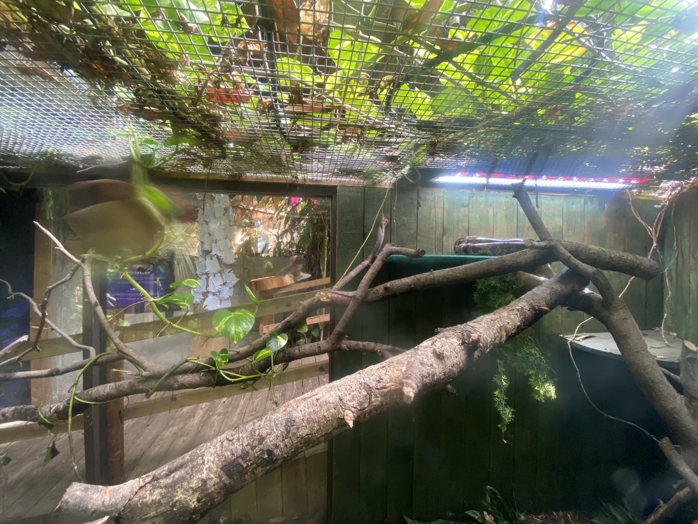 Plantasia - Burmese python exhibit 050923