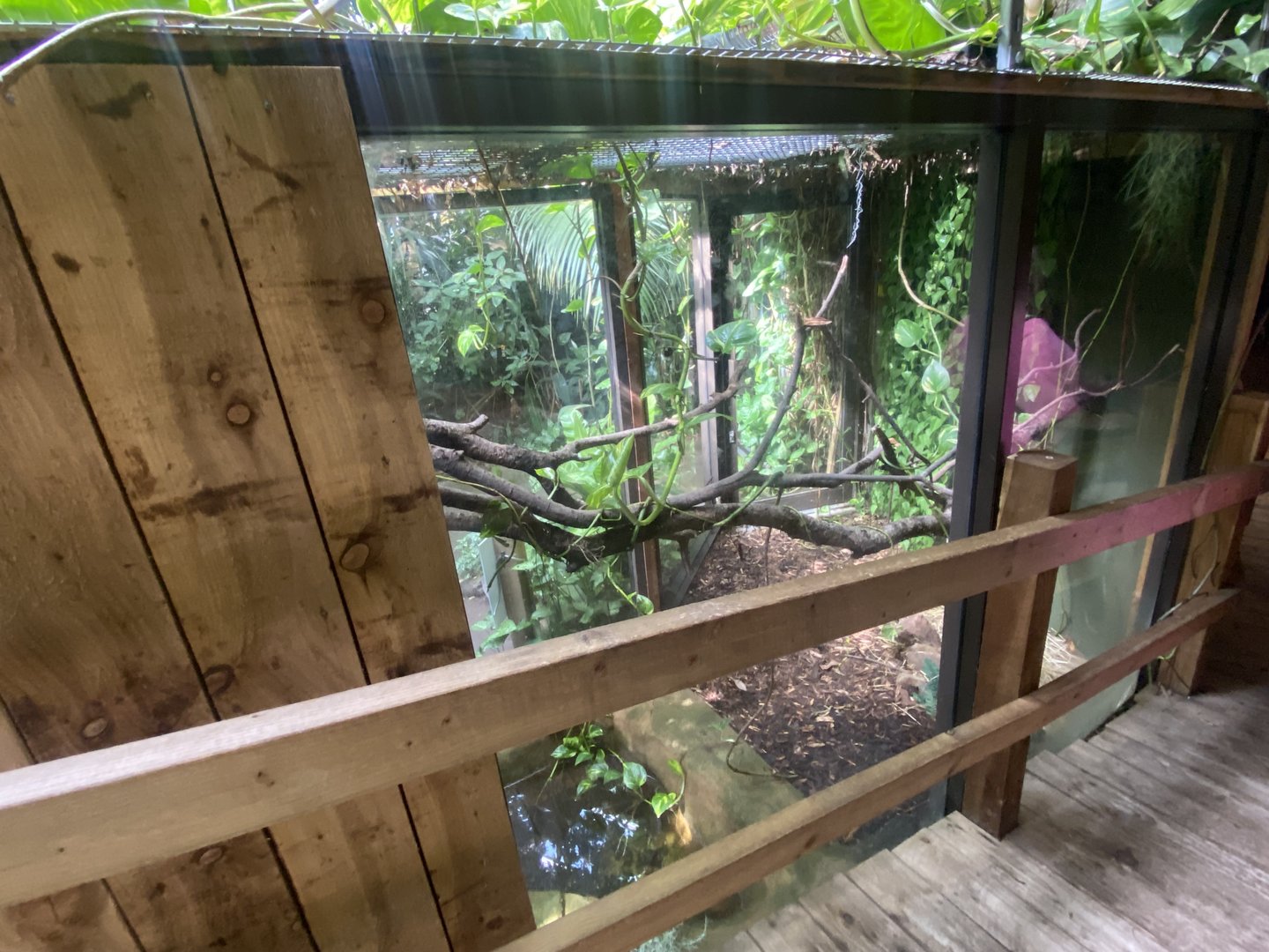 Plantasia - Burmese python exhibit 050923