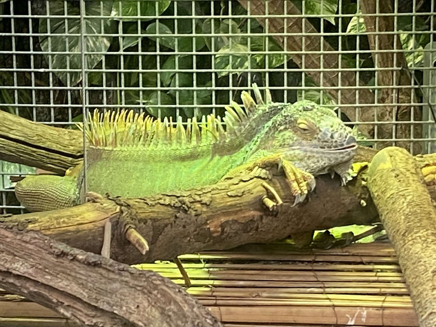 Plantasia - Common Green iguana 050923