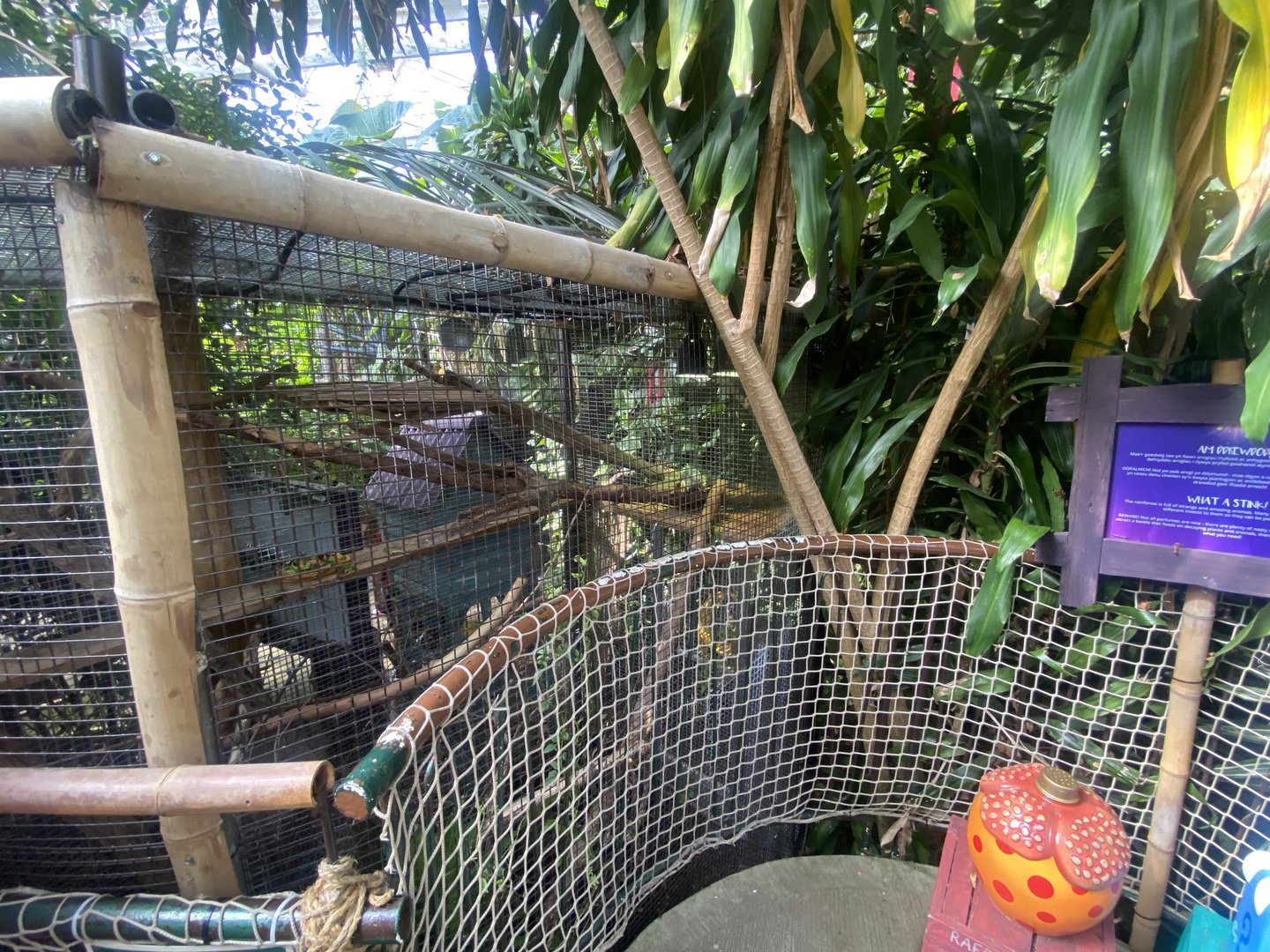 Plantasia - Common Green iguana exhibit 050923