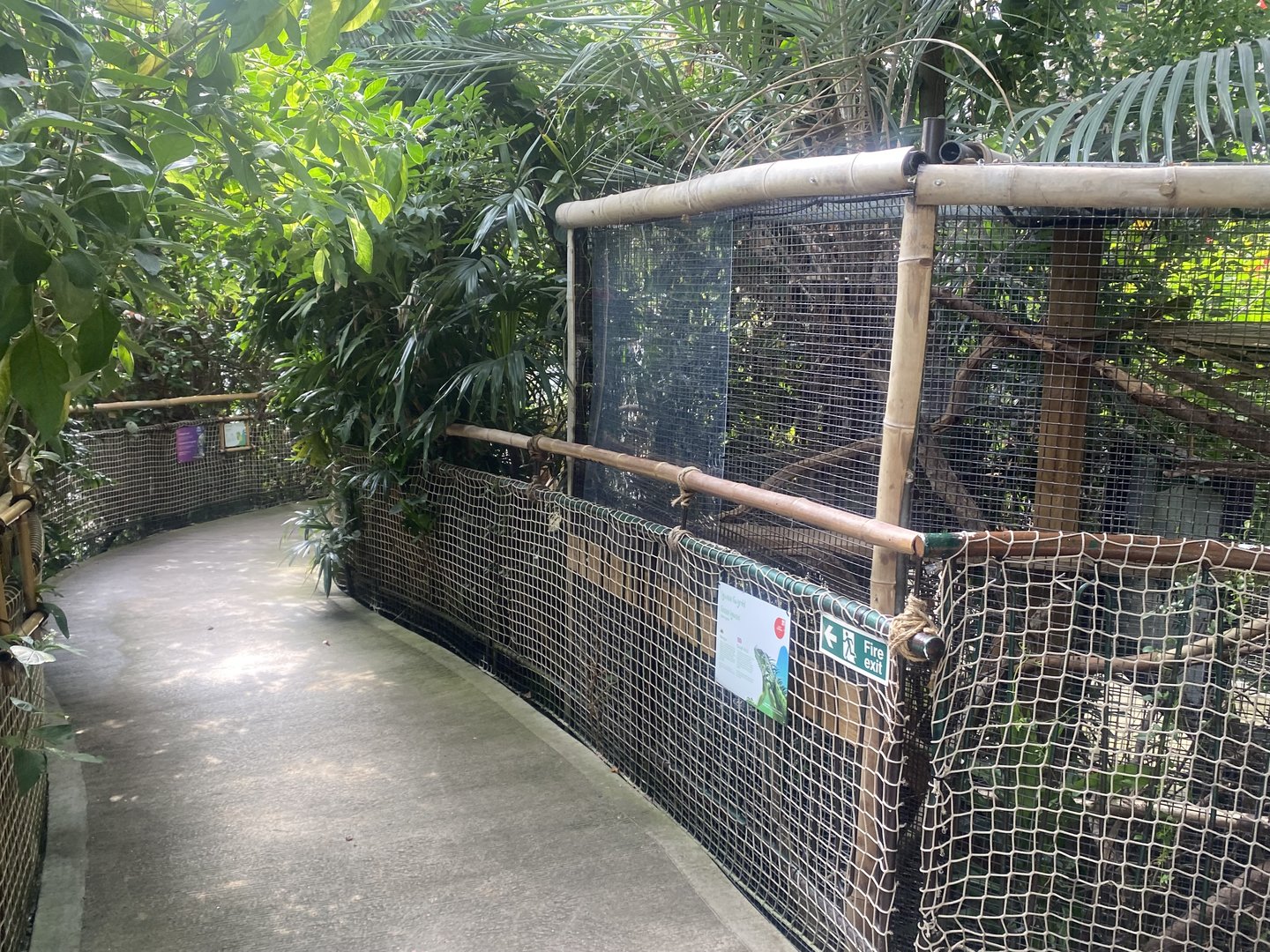Plantasia - Common Green iguana exhibit 050923