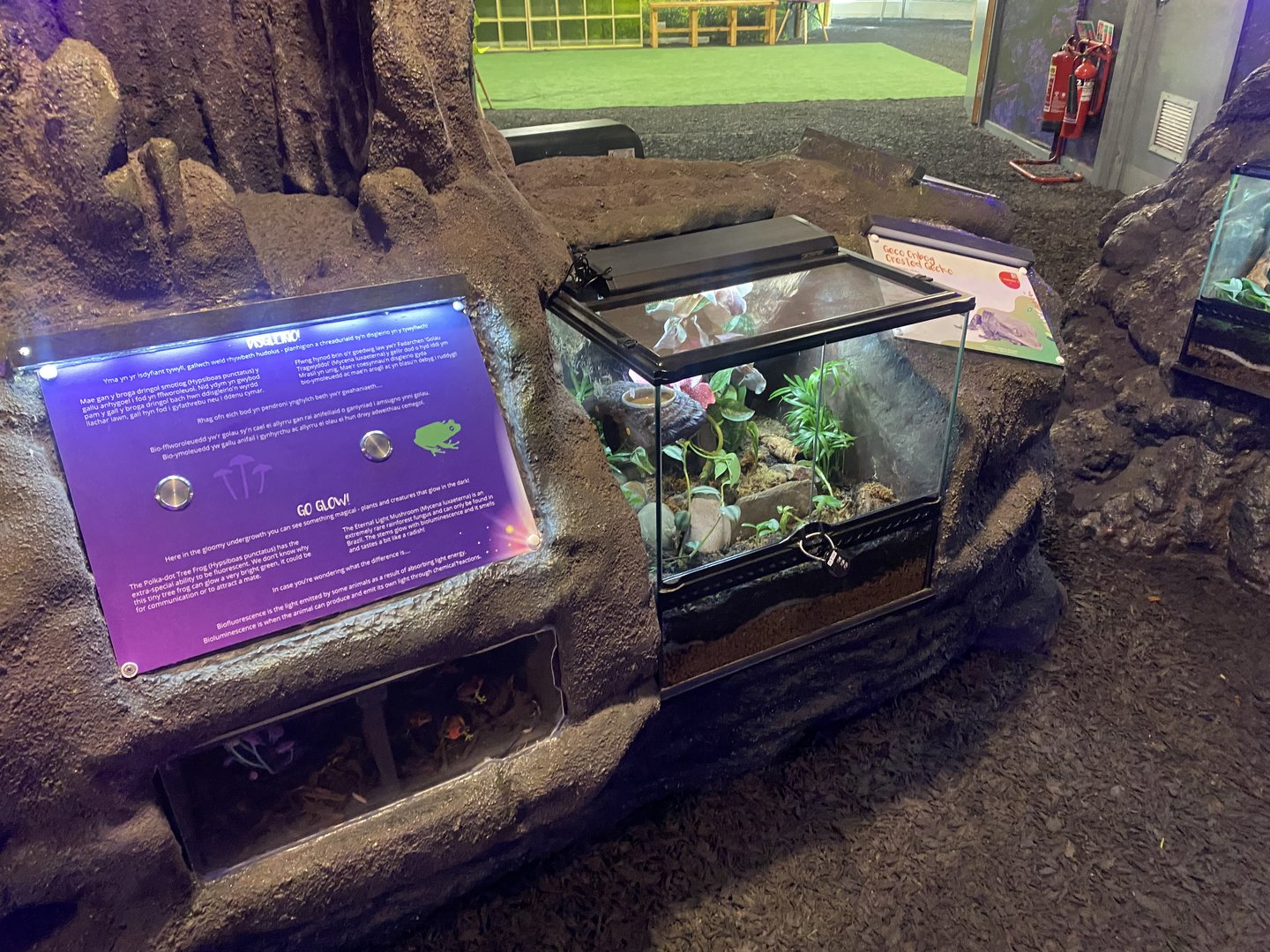 Plantasia - Crested gecko exhibit 050923