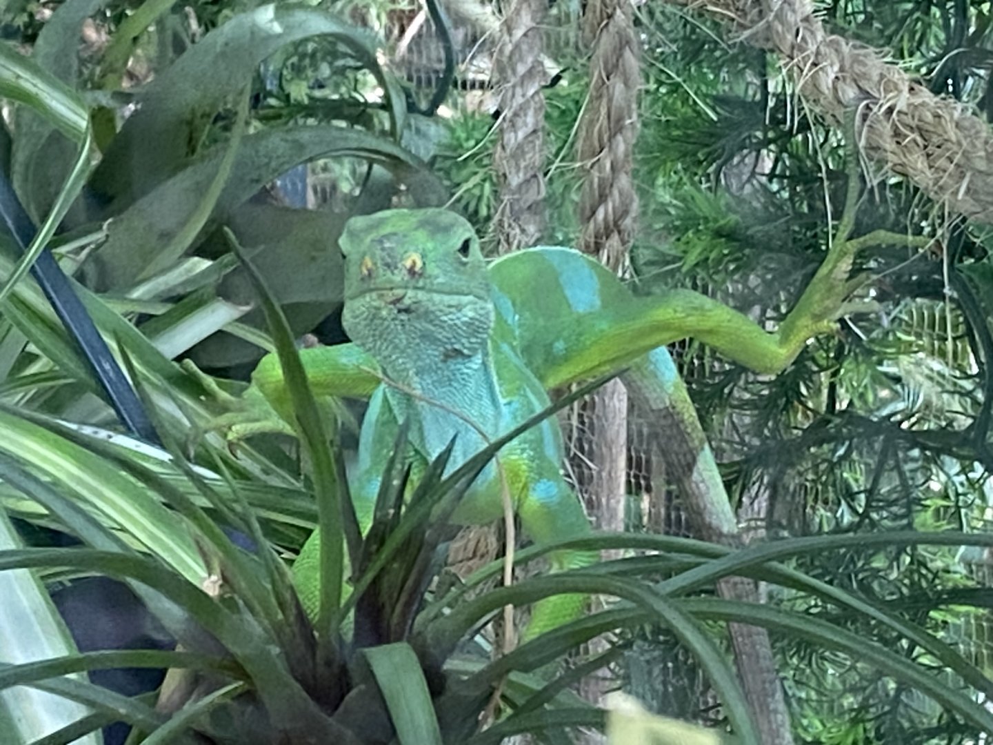 Plantasia - Fiji banded iguana 050923