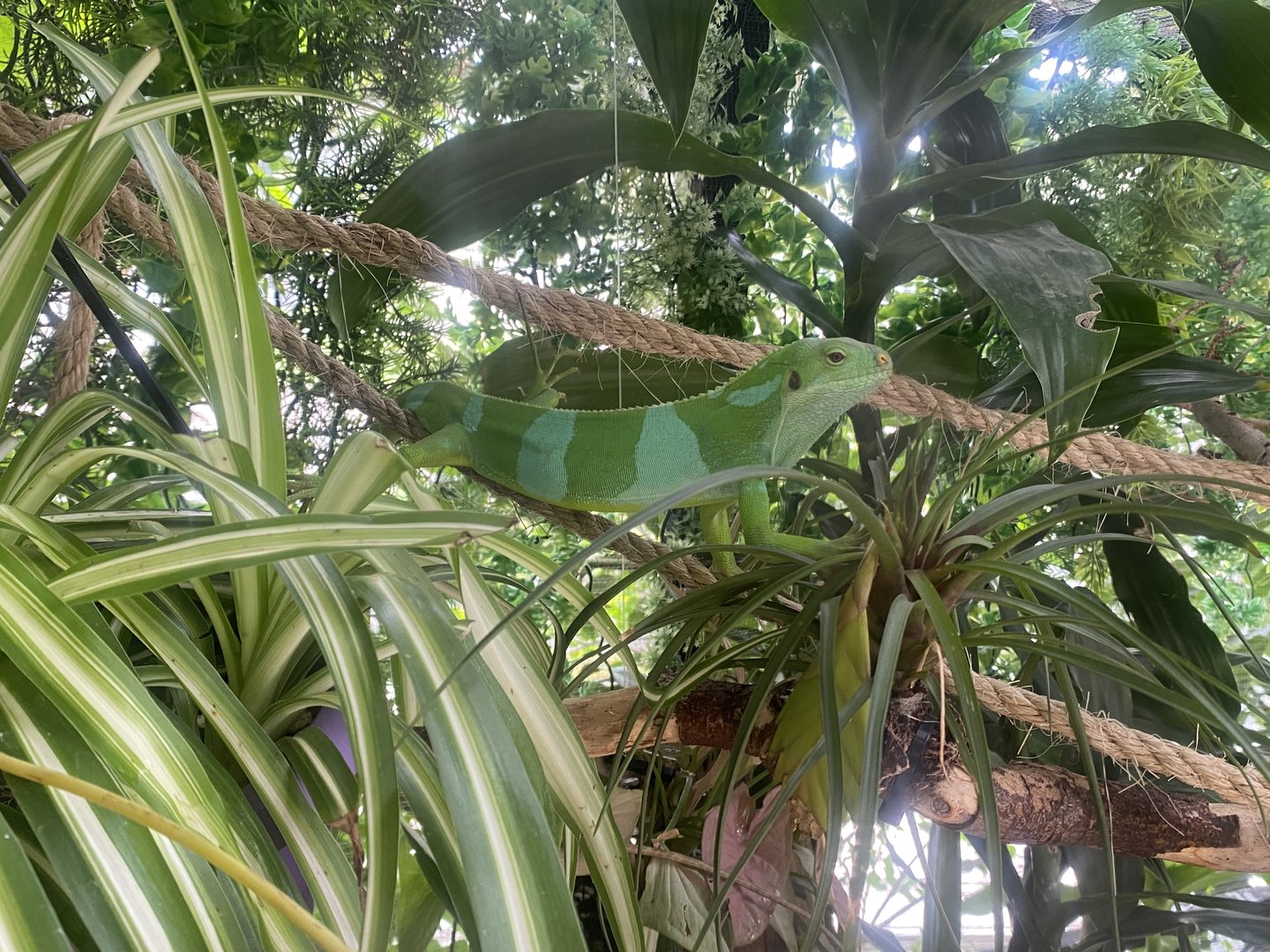 Plantasia - Fiji banded iguana 050923