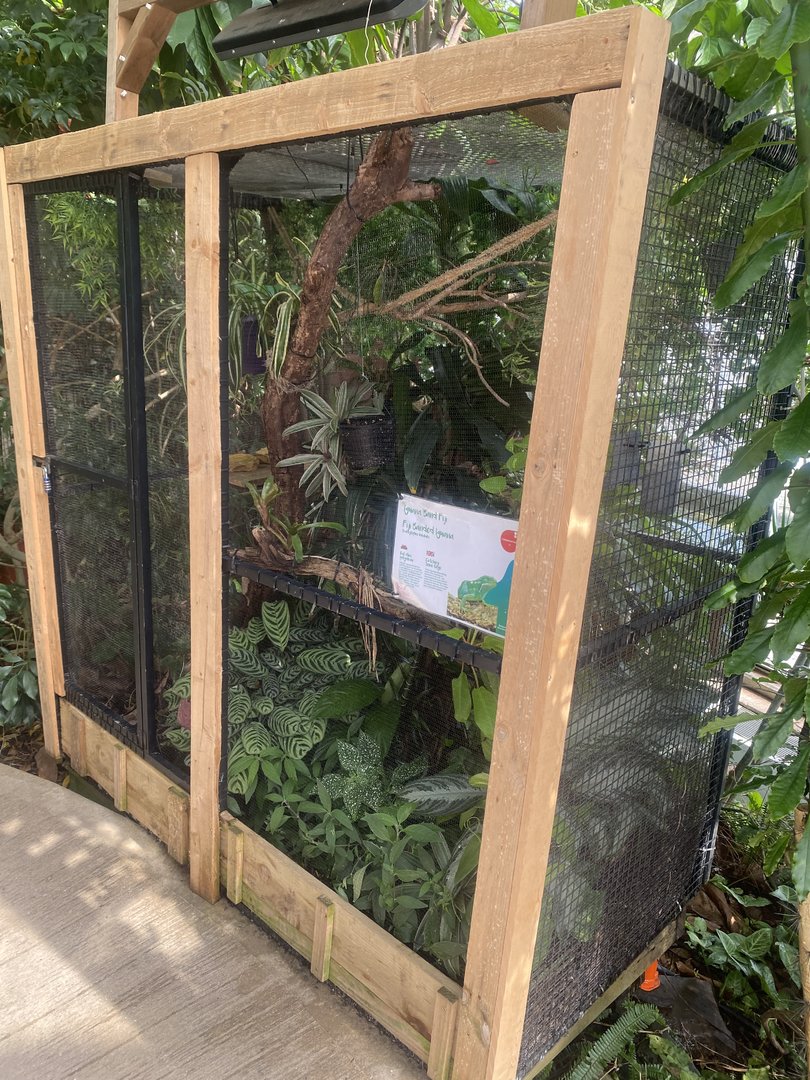 Plantasia - Fiji banded iguana exhibit 050923