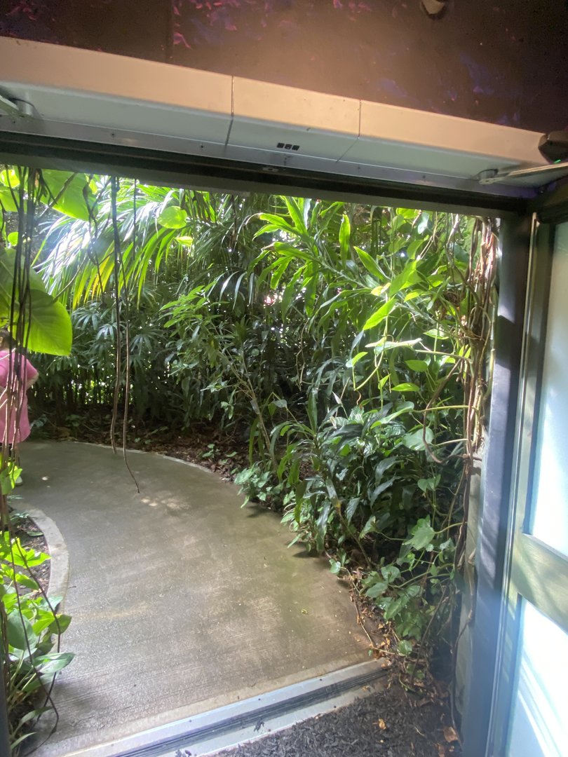 Plantasia - First view of Rainforest area 050923