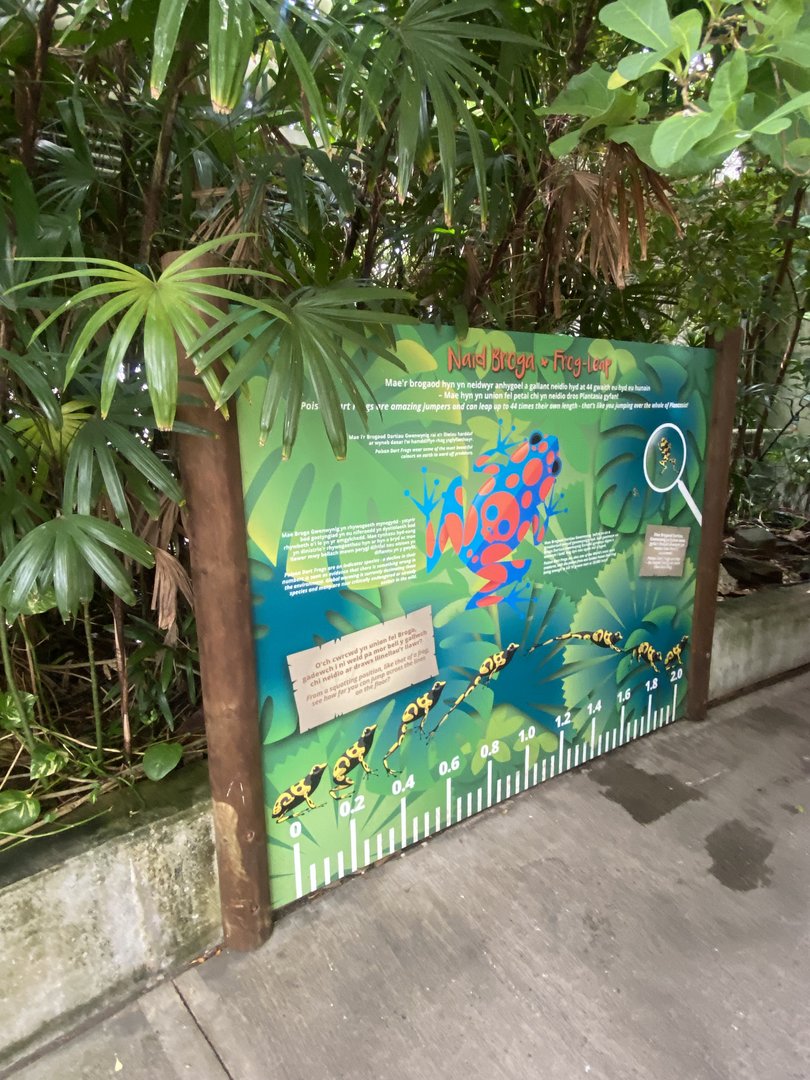 Plantasia - Frog Leap Activity 050923