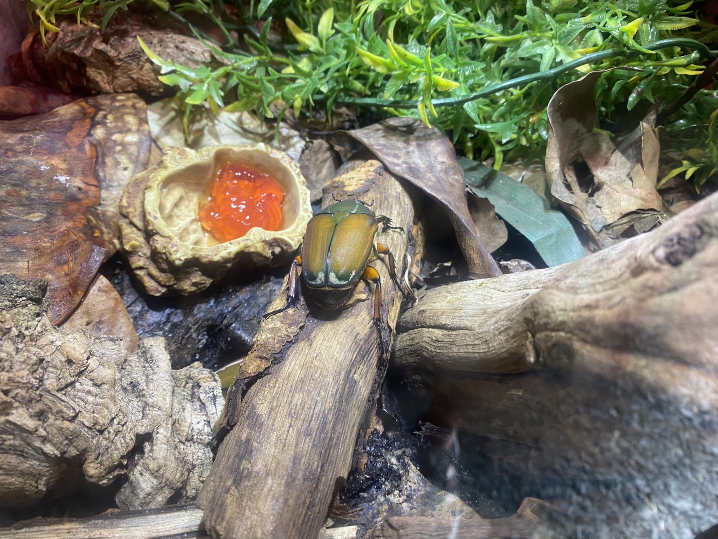 Plantasia - Giant flower beetle 050923