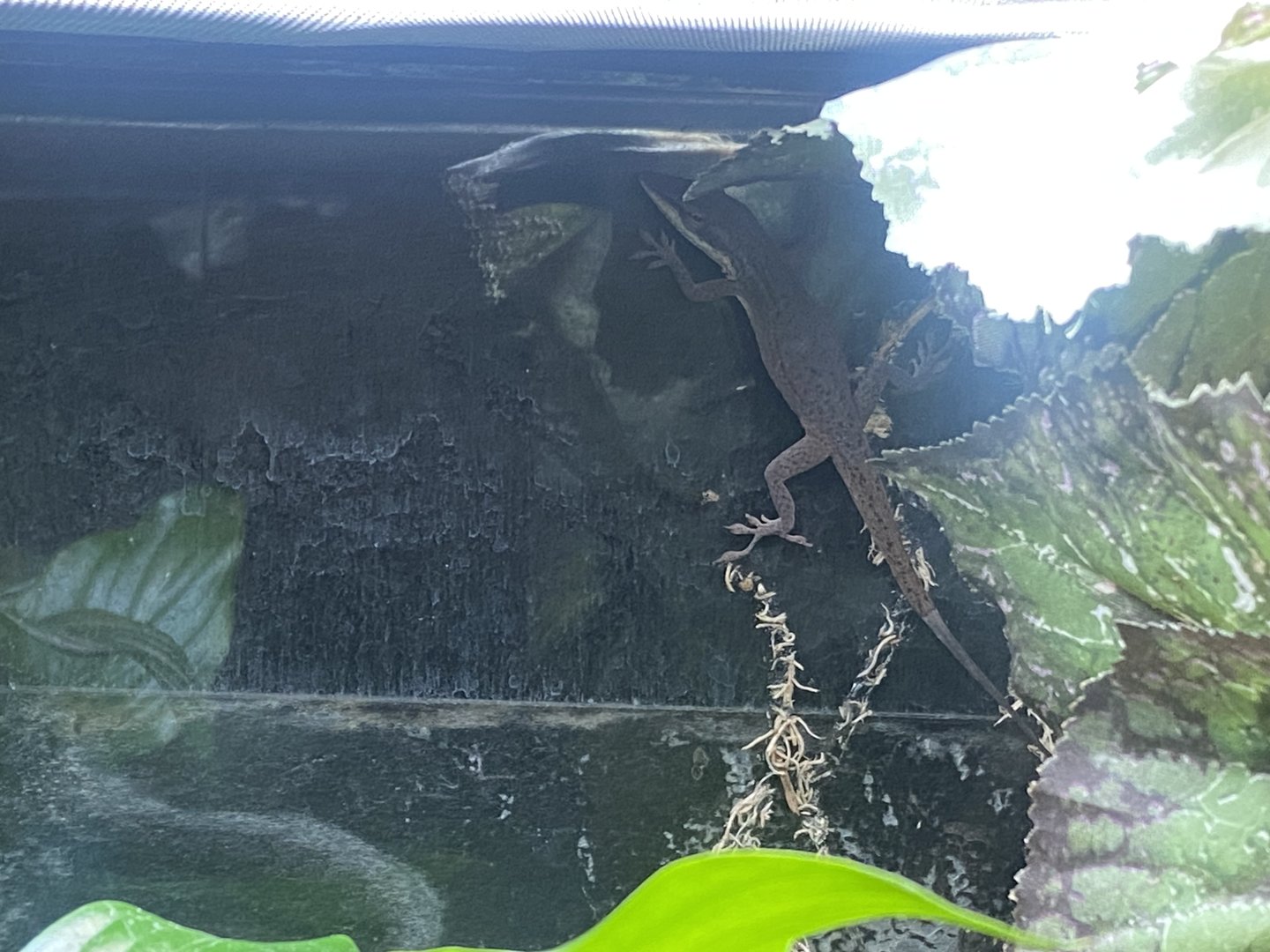 Plantasia - Green anole 050923