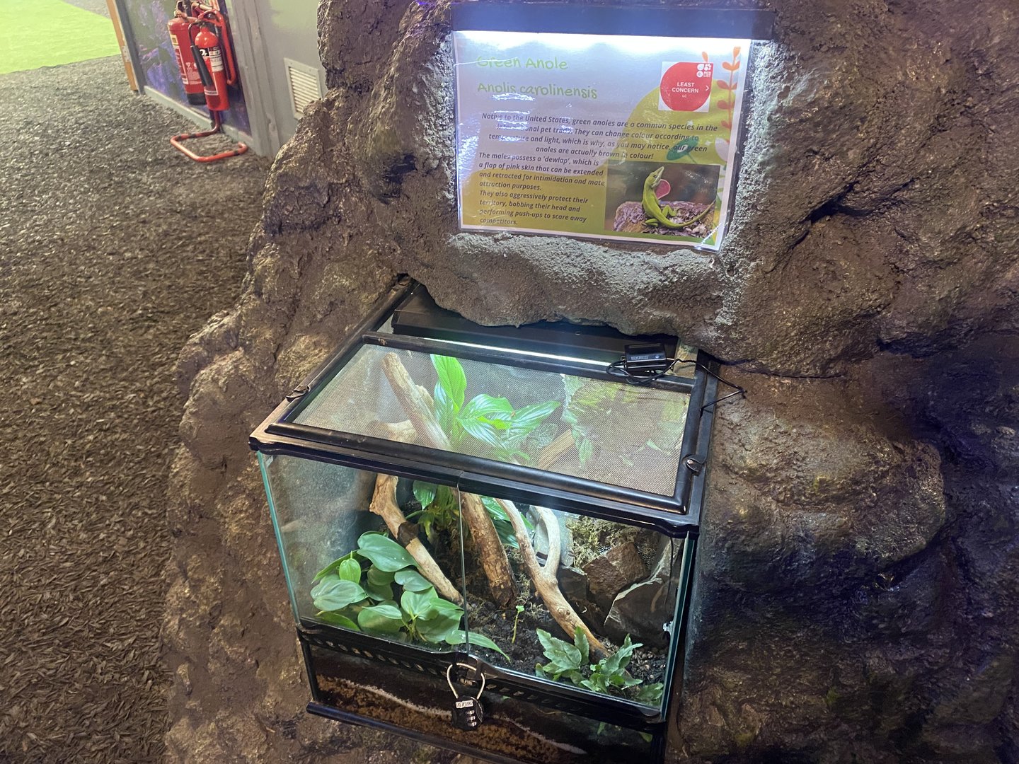 Plantasia - Green anole exhibit 050923