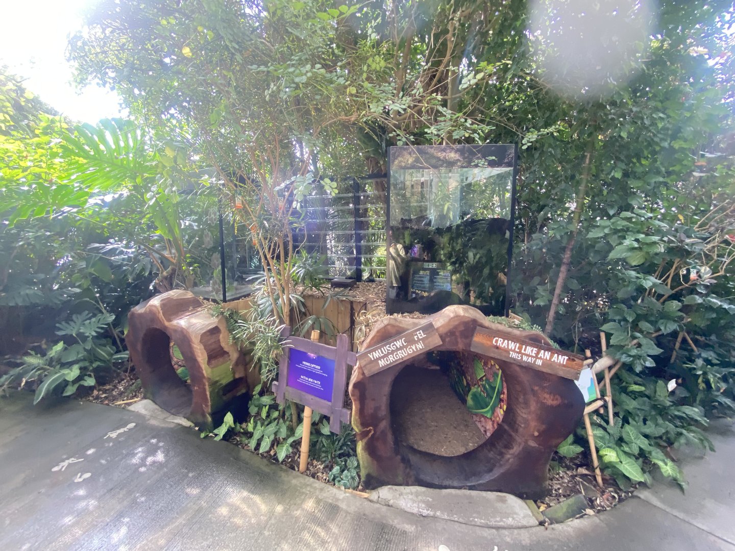 Plantasia - Leaf-cutter ants exhibit 050923