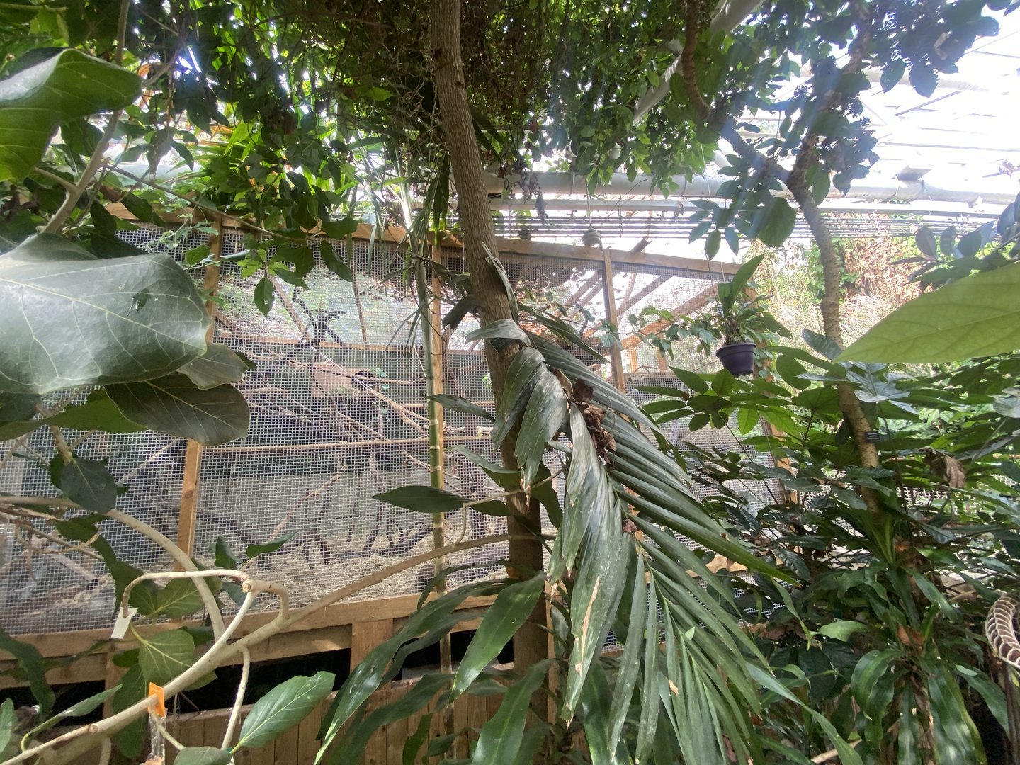 Plantasia - Leopard cat exhibit 050923