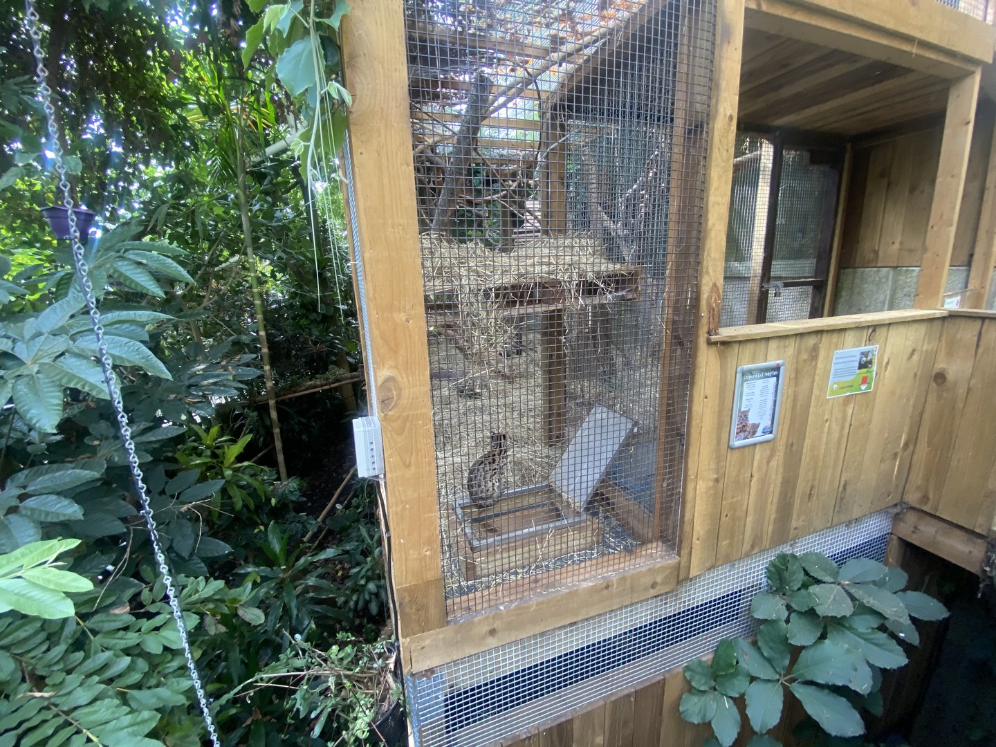 Plantasia - Leopard cat exhibit 050923