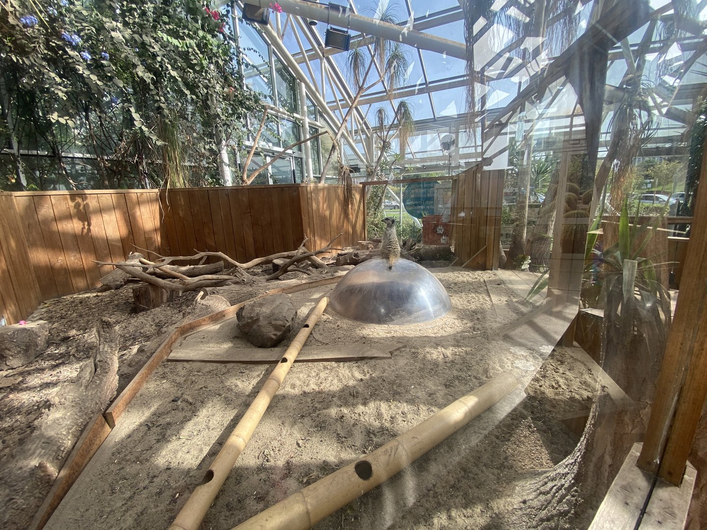 Plantasia - Meerkat exhibit 050923