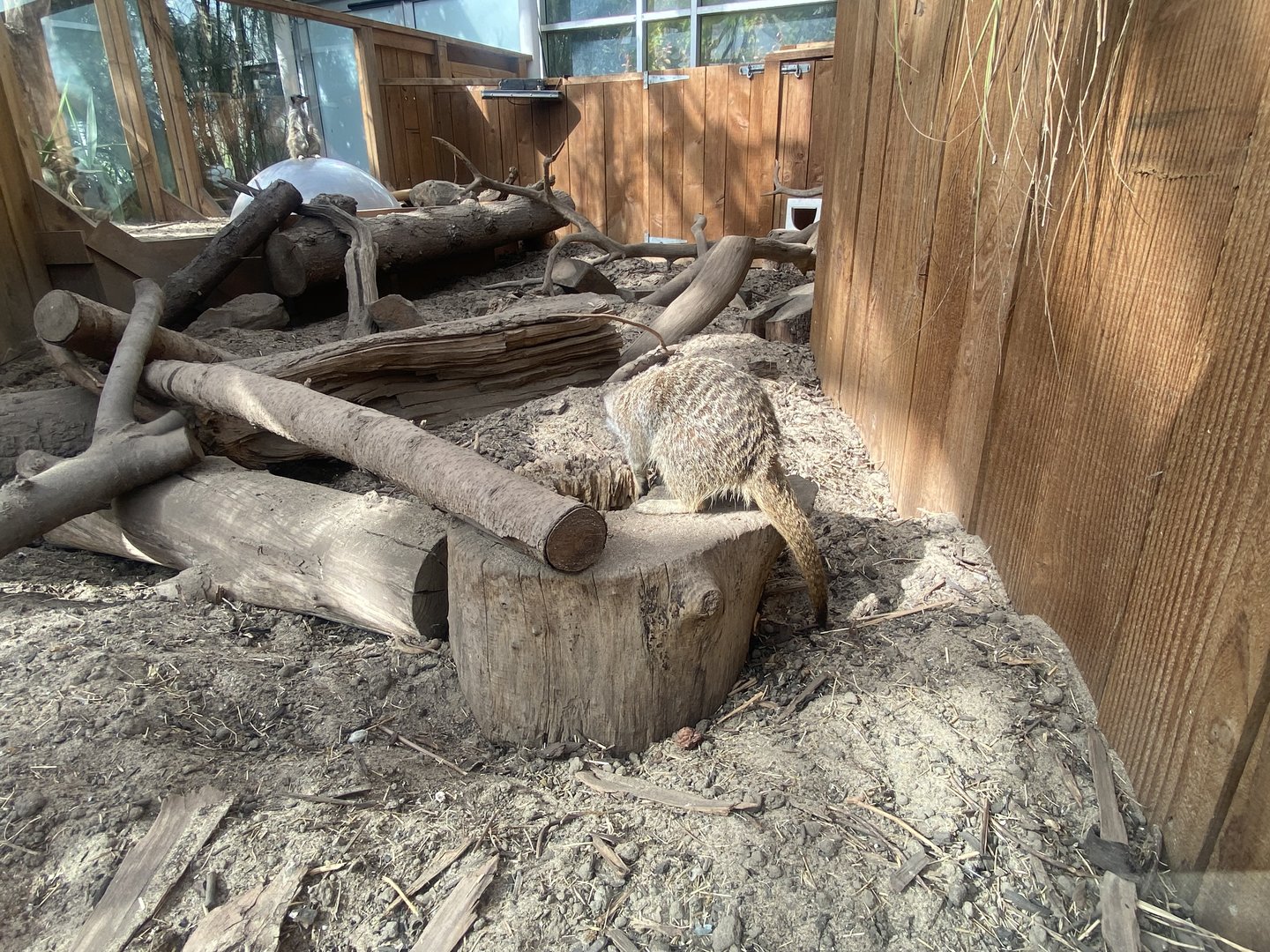 Plantasia - Meerkat exhibit 050923