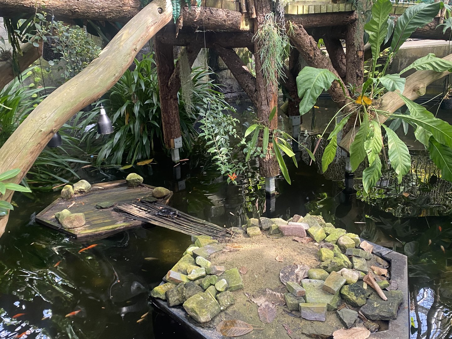 Plantasia - Pool in Rainforest area 050923