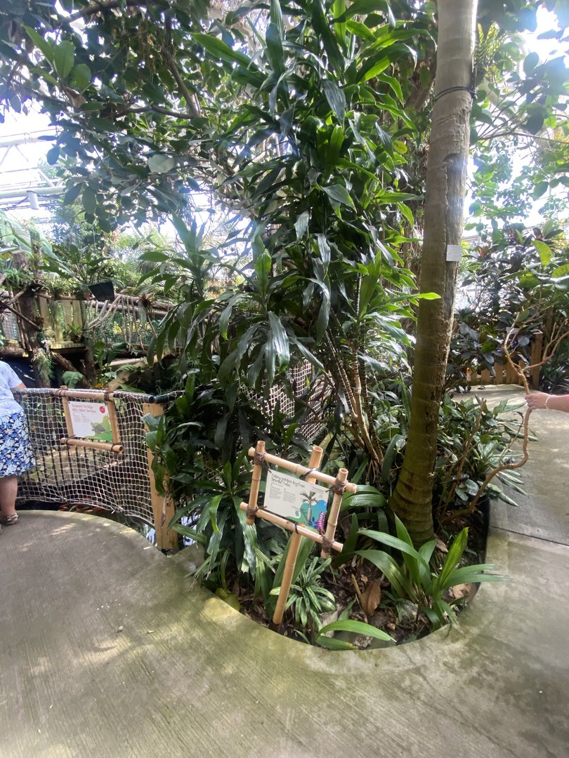 Plantasia - Rainforest area 050923