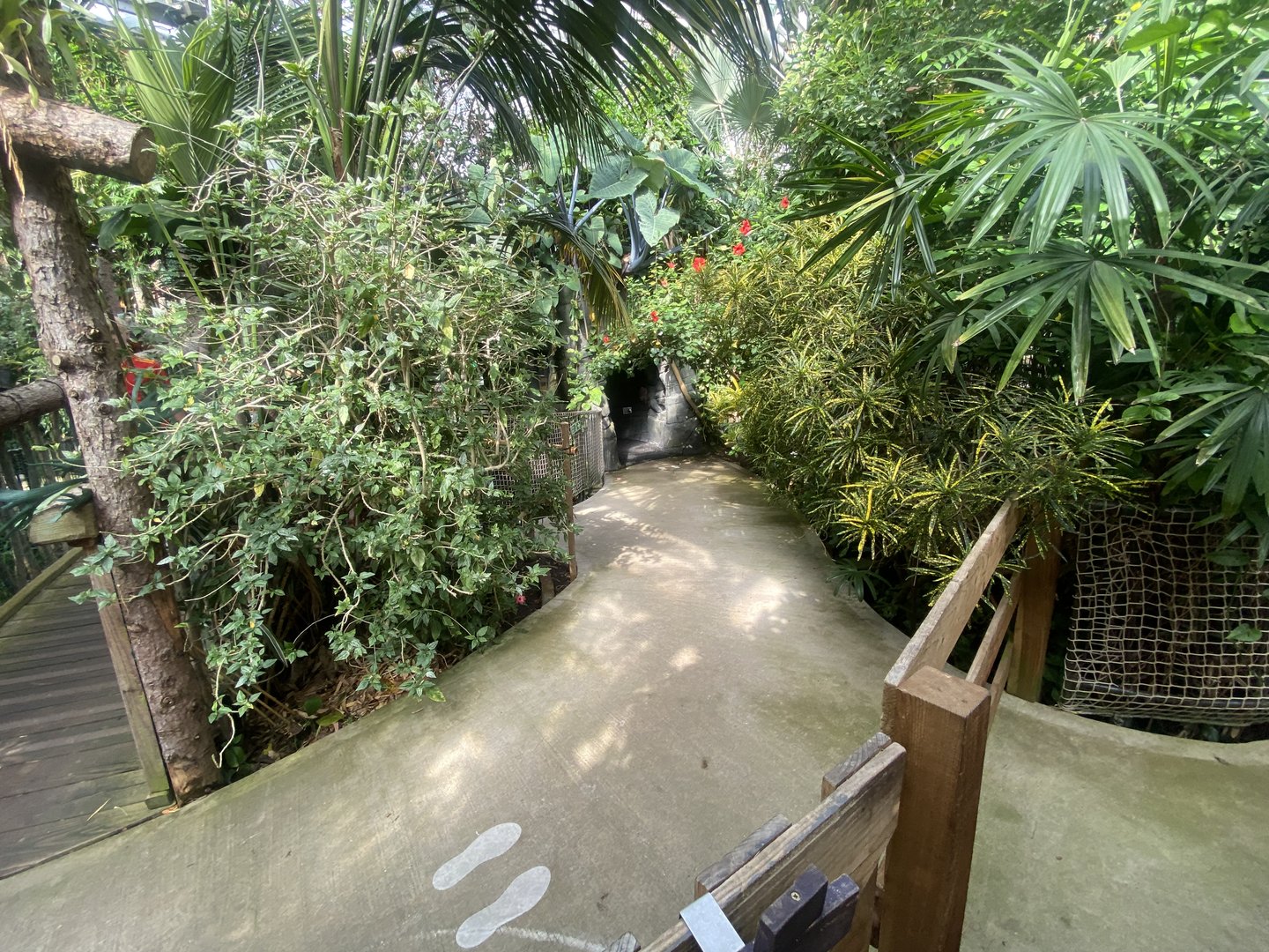 Plantasia - Rainforest area 050923