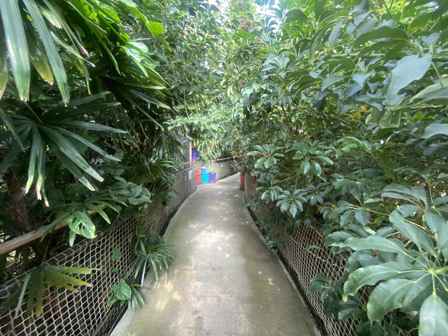 Plantasia - Rainforest area 050923