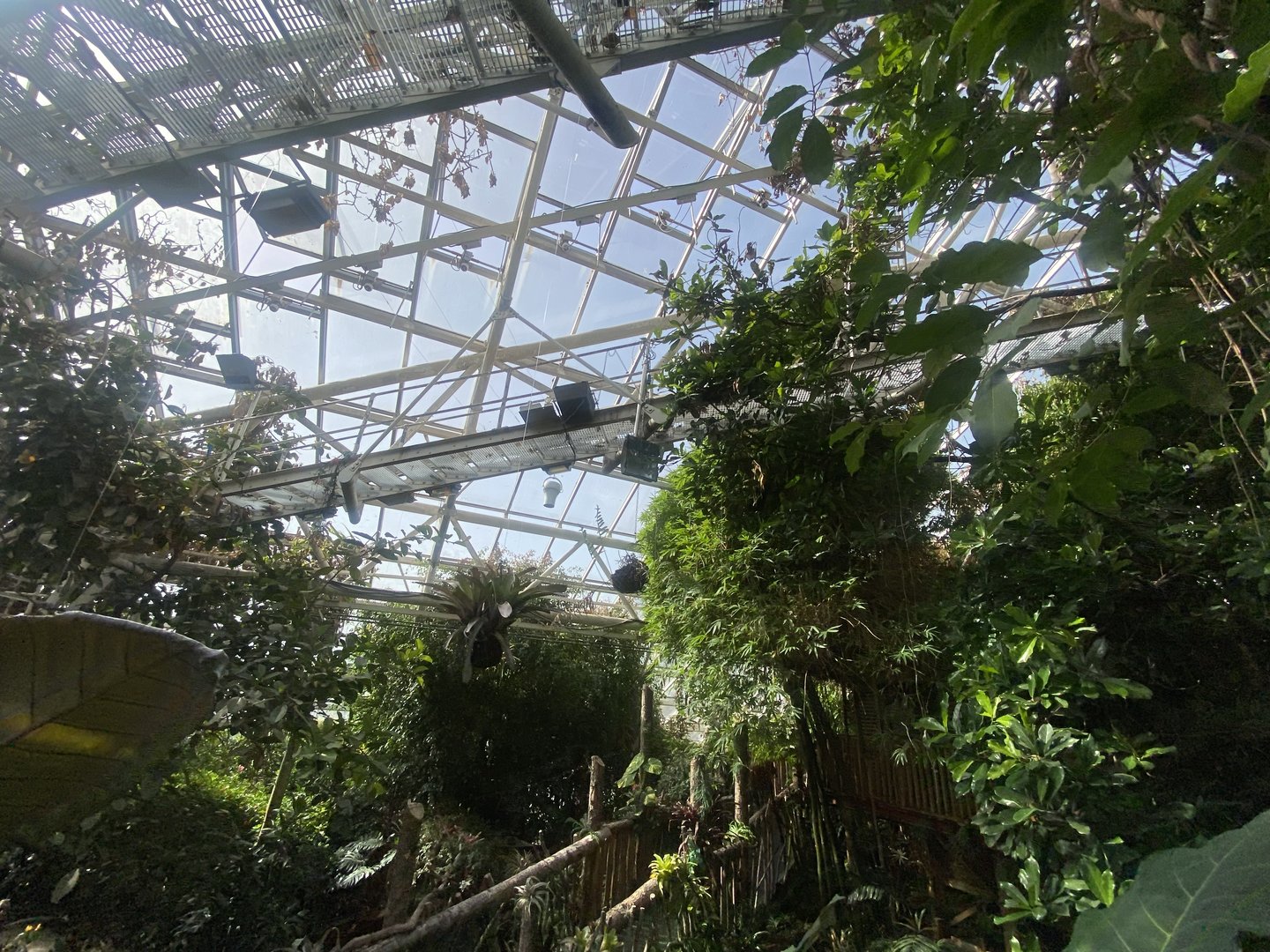 Plantasia - Rainforest area 050923