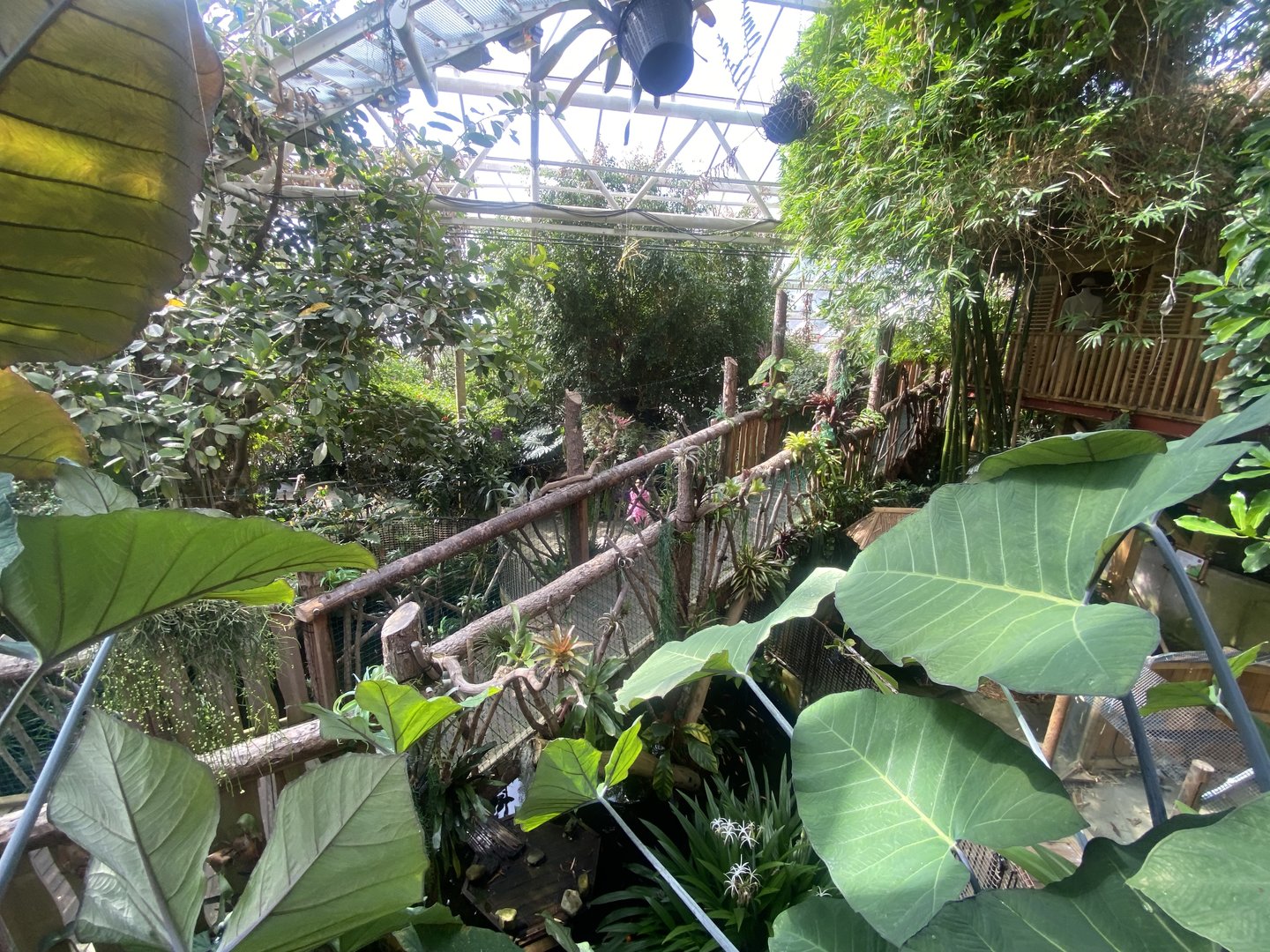 Plantasia - Rainforest area 050923