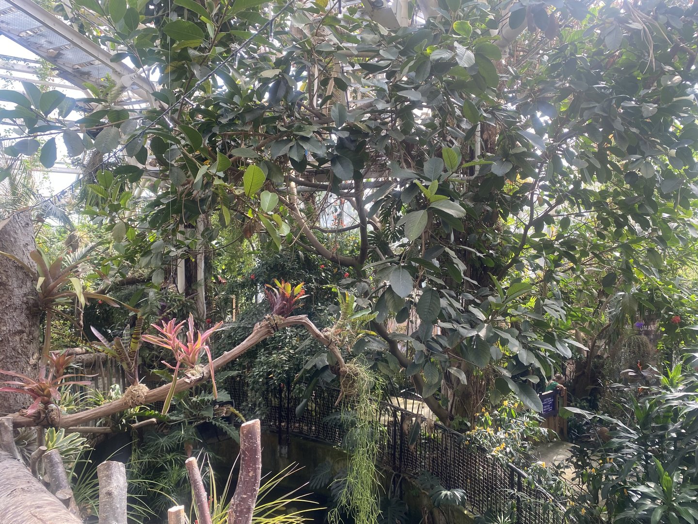 Plantasia - Rainforest area 050923