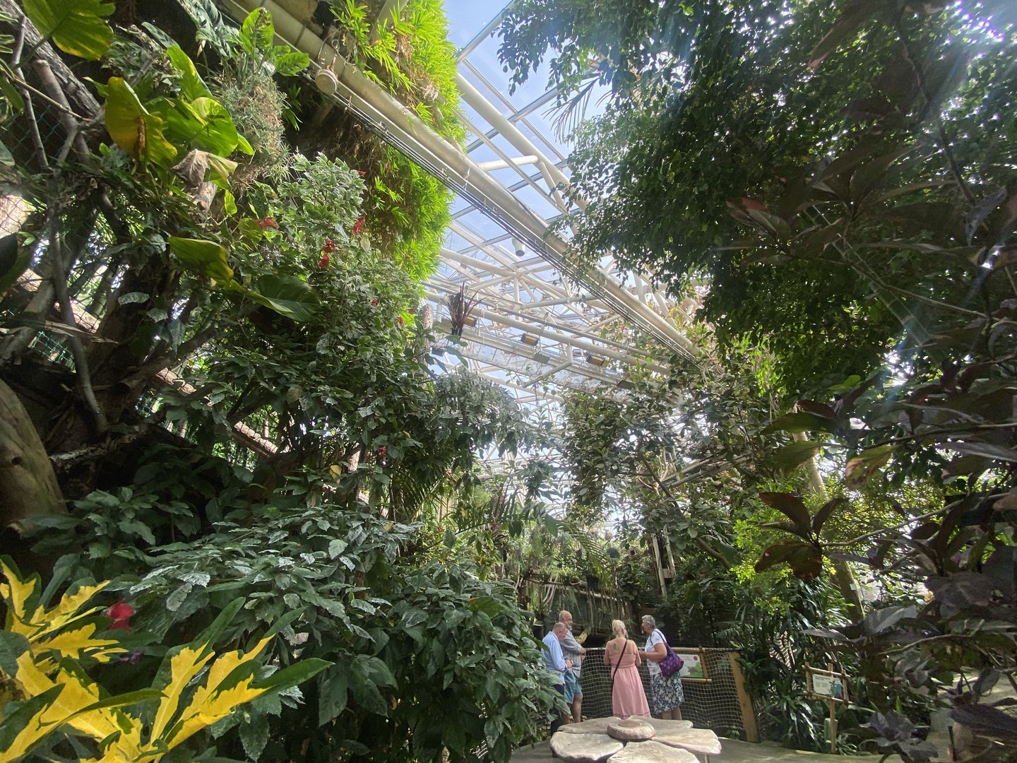 Plantasia - Rainforest view 050923