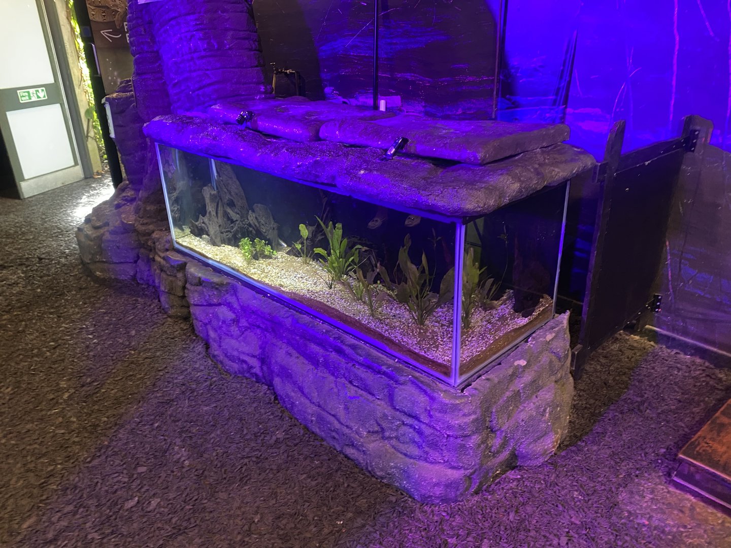 Plantasia - Red-bellied piranha exhibit 050923