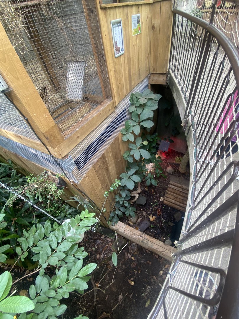 Plantasia - Red-footed tortoise exhibit 050923