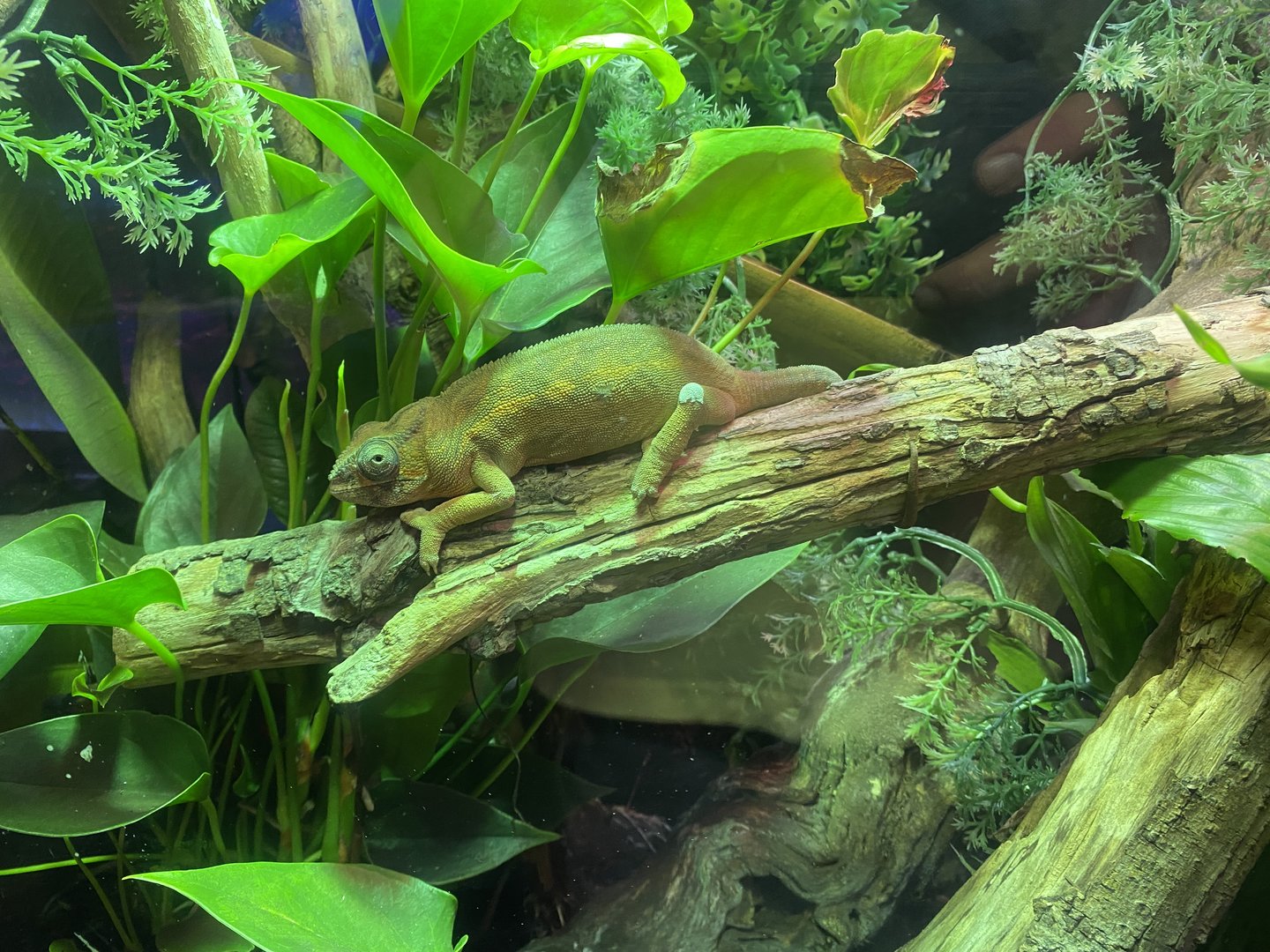 Plantasia - Sambava Panther chameleon 050923