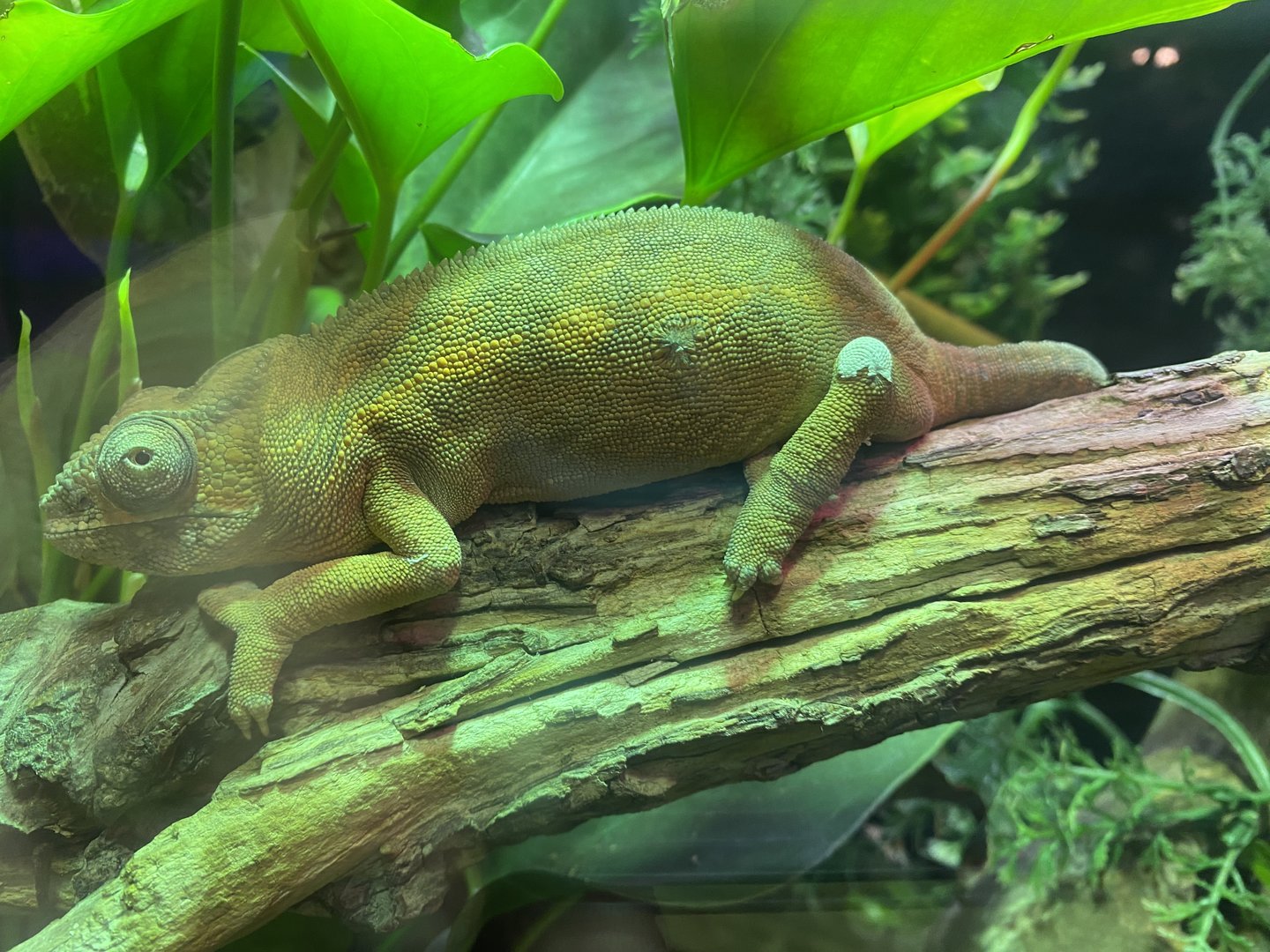 Plantasia - Sambava Panther chameleon 050923