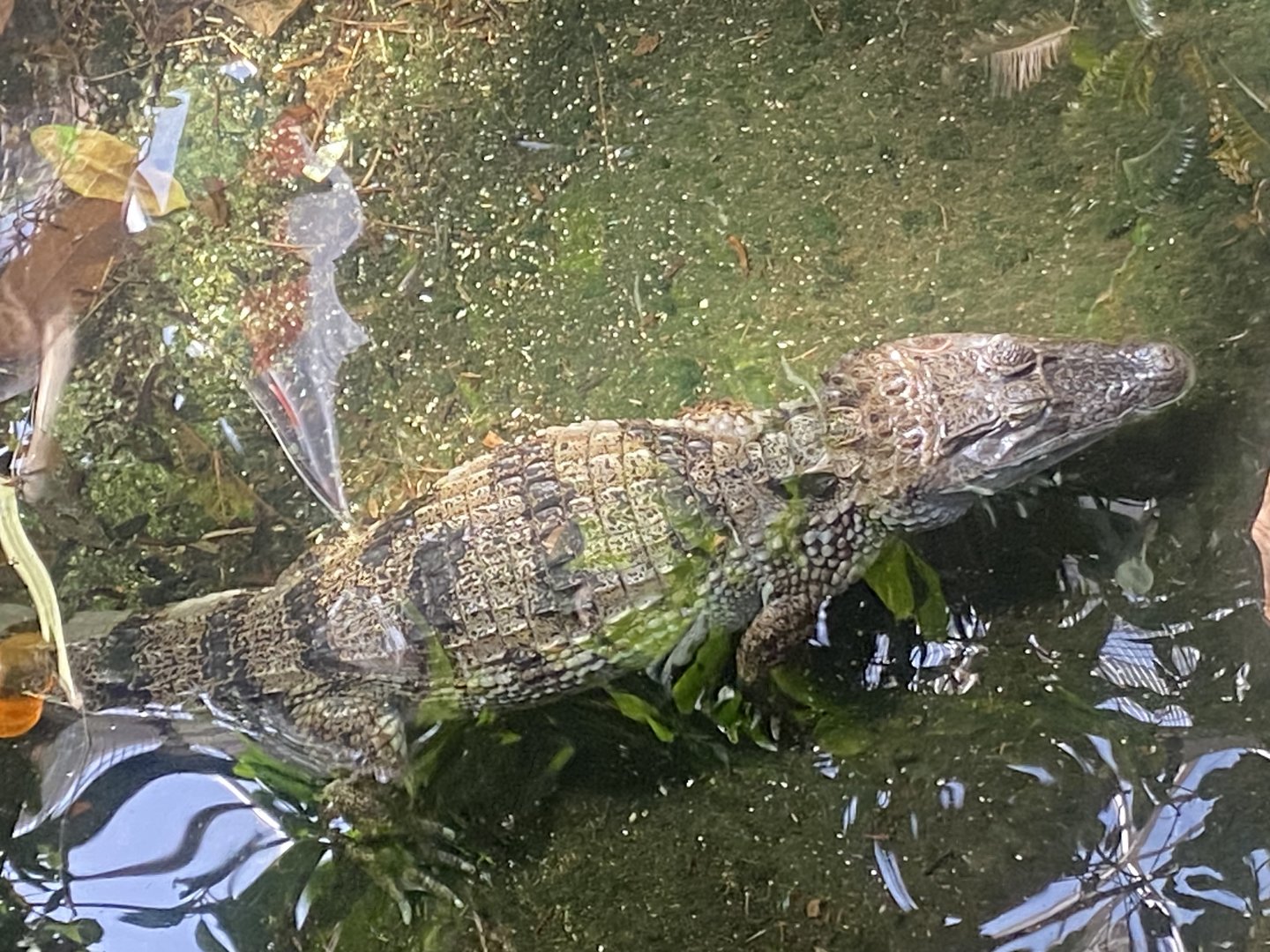 Plantasia - Spectacled caiman 050923