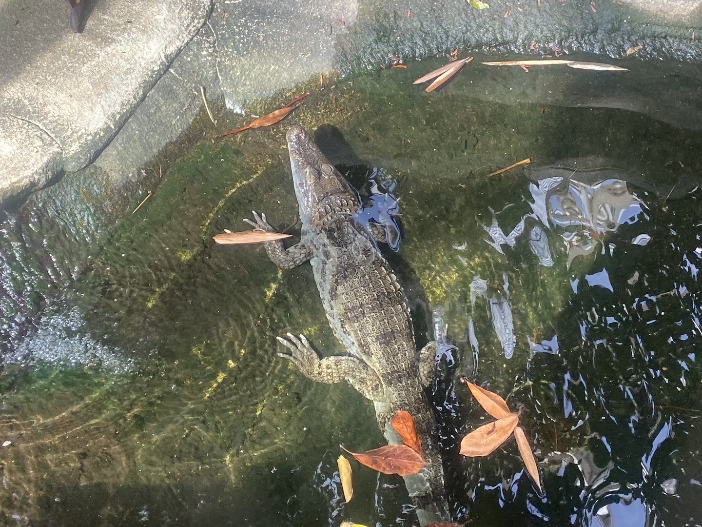 Plantasia - Spectacled caiman 050923