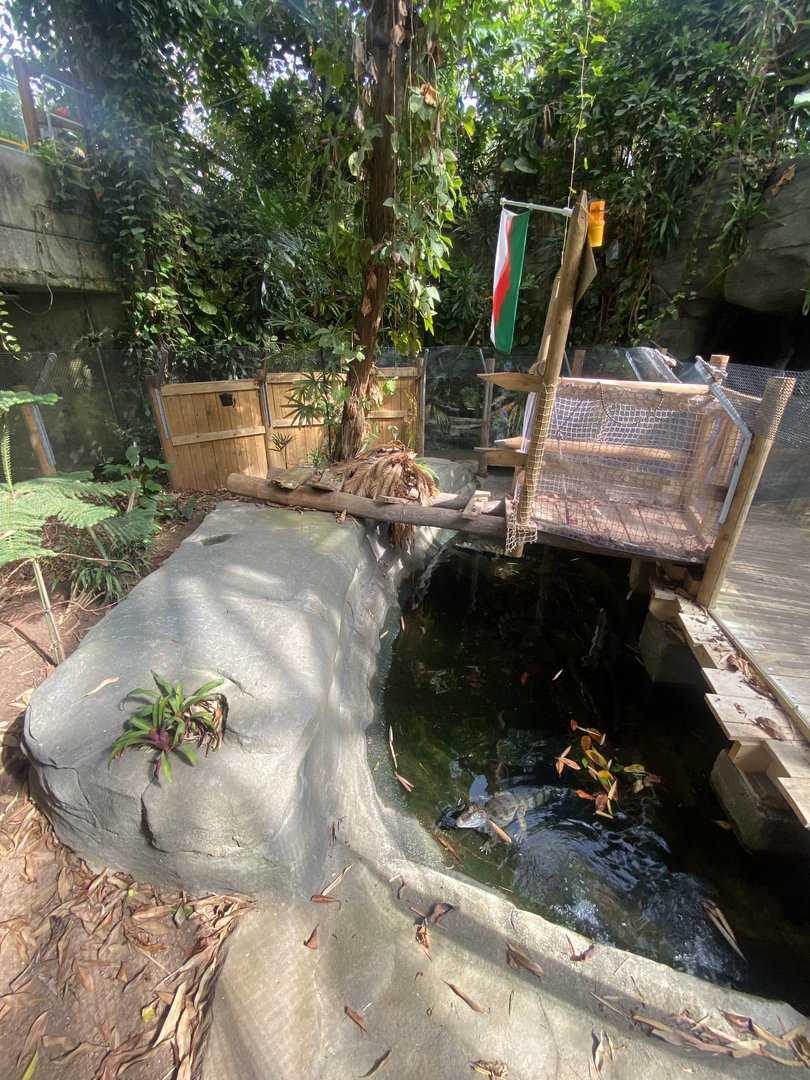 Plantasia - Spectacled caiman exhibit 050923