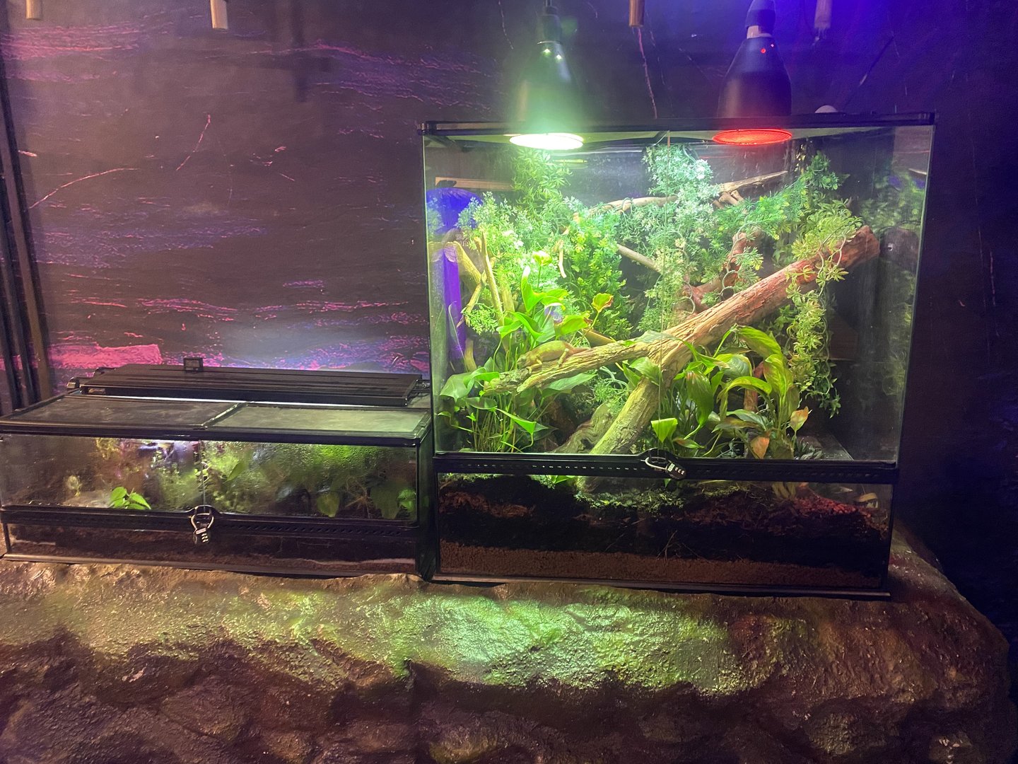 Plantasia - Vivarium exhibits 050923