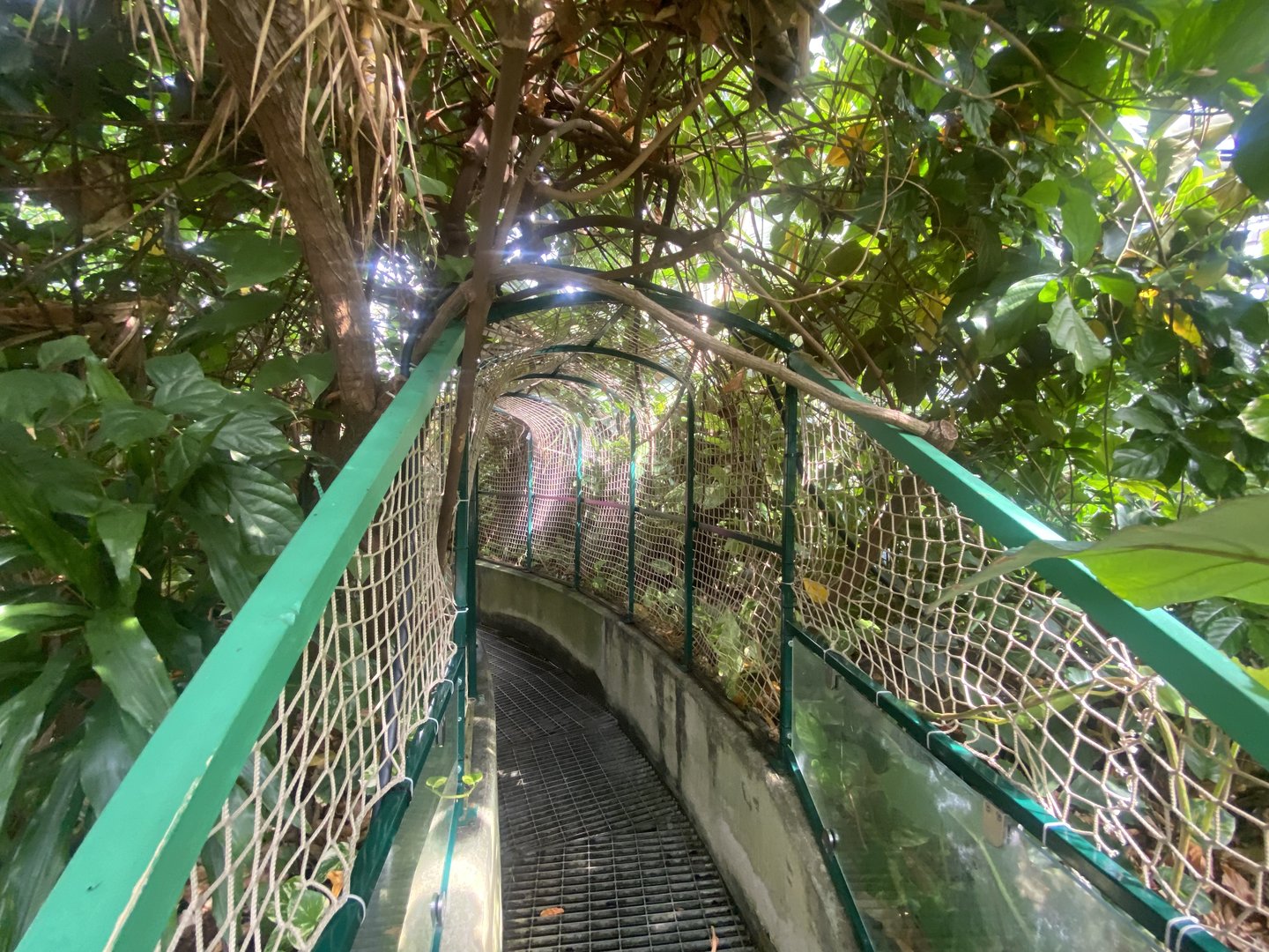 Plantasia - Waterfall Lookout walkway 050923