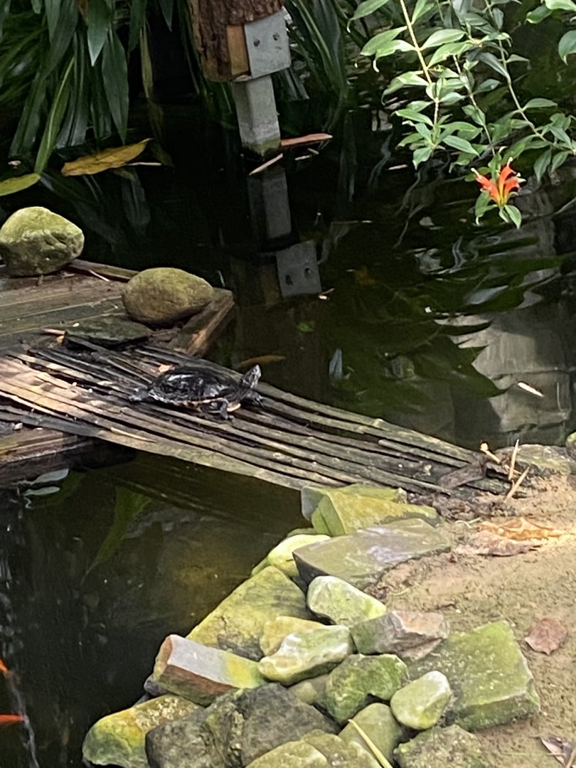 Plantasia - Yellow-bellied slider 050923