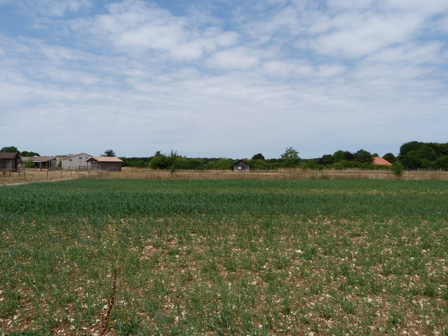 Plantation area -Zoodyssée (2025)