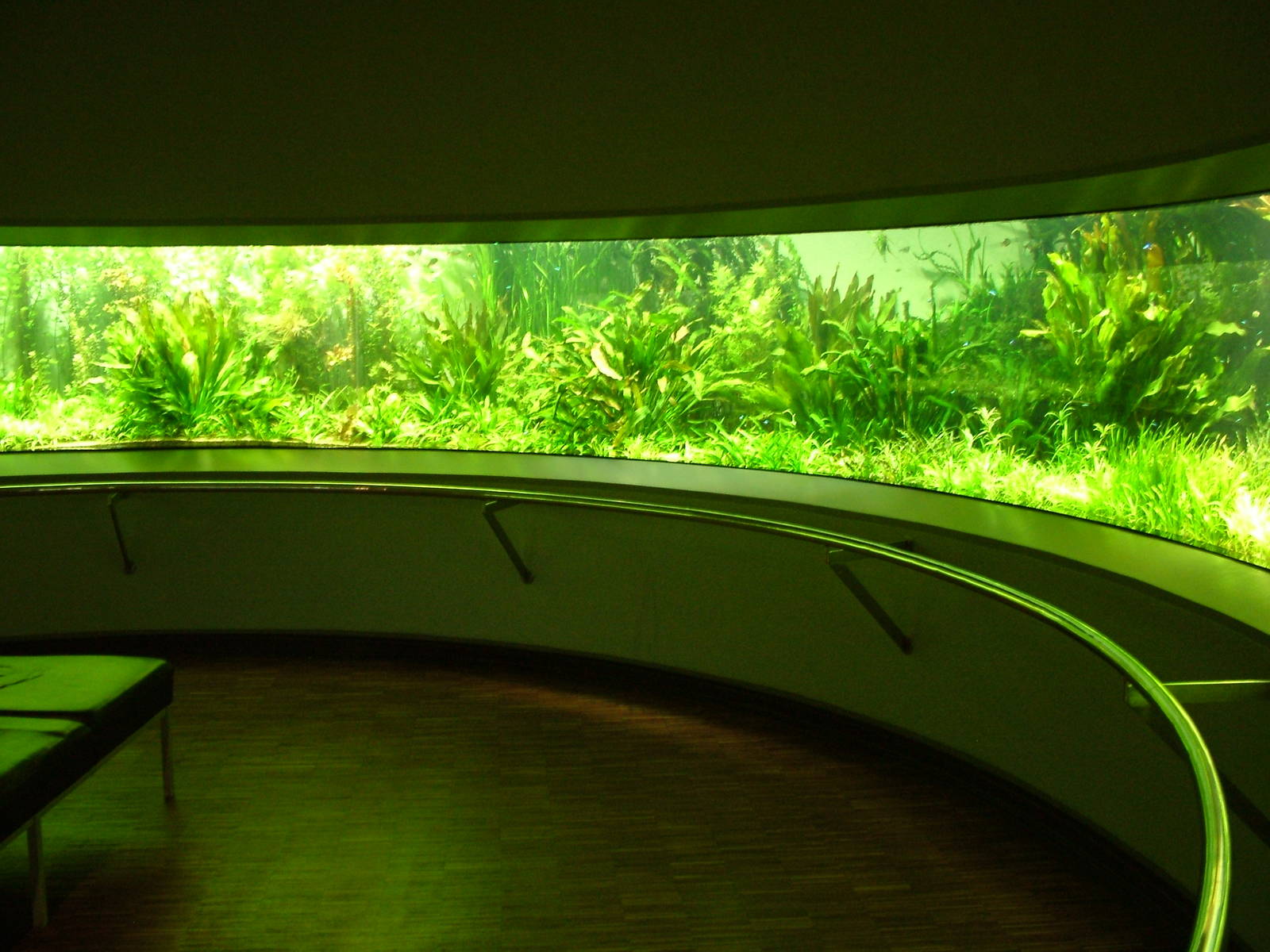 Planted Amazon tank at Aquazoo 14/05/09