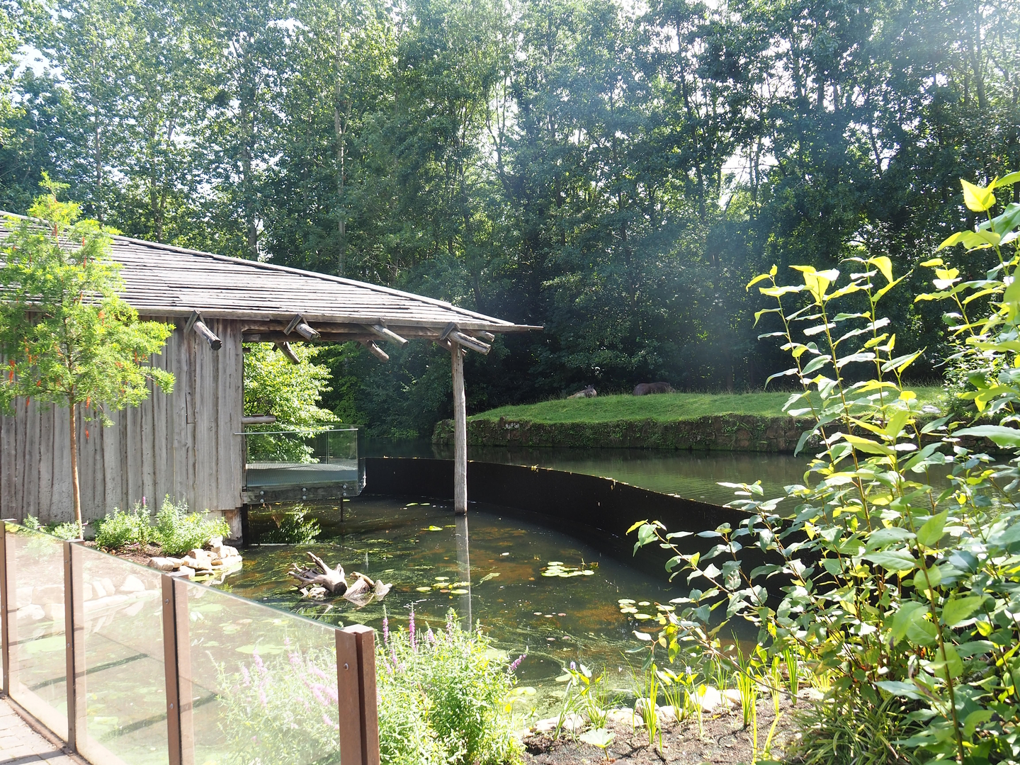Planted pond (Former nutria exhibit) and Lowland tapir viewing area, 2022-08-20